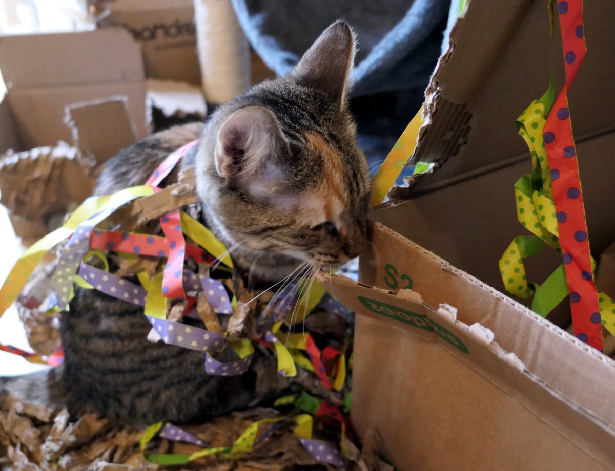 Katze Lilly sitzt mitten in ihrer Spielecke, umgeben von kleinen und großen Kartons, die teils offen, teils angenagt sind. Überall liegen Verpackungsmaterial und bunte Papierschlangen verstreut. Einige der Papierschlangen hängen dekorativ an Lillys Fell, während sie selbst neugierig und zufrieden aus dem Kartonchaos blickt – ein perfektes Sinnbild für kreatives Katzenchaos. Lilly-20260115