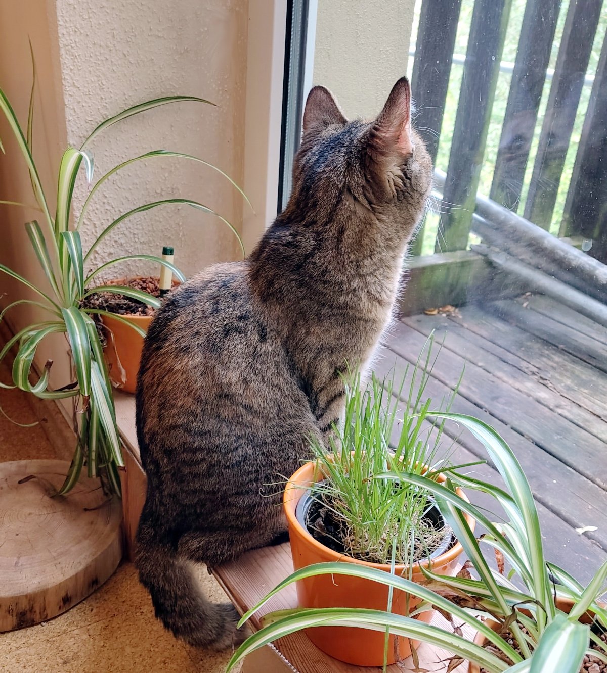 Katze Lilly sitzt aufrecht auf einer Blumenbank direkt am Fenster. Zwischen Zimmerpflanzen blickt sie aufmerksam nach draußen auf den Holzbalkon und beobachtet die Bauarbeiten und das Gerüst vor ihrem Zuhause. Lilly-20260903a