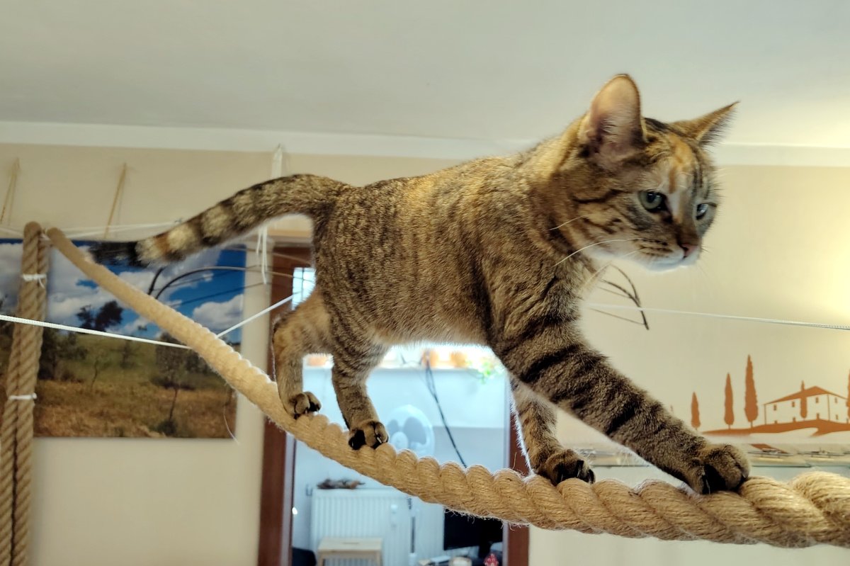 Katze Lilly läuft sicher und zügig über ein dickes, waagerecht gespanntes Seil. Sie setzt konzentriert eine Pfote vor die andere und wirkt dabei bereits sehr geübt und selbstbewusst. Lilly-20260922a