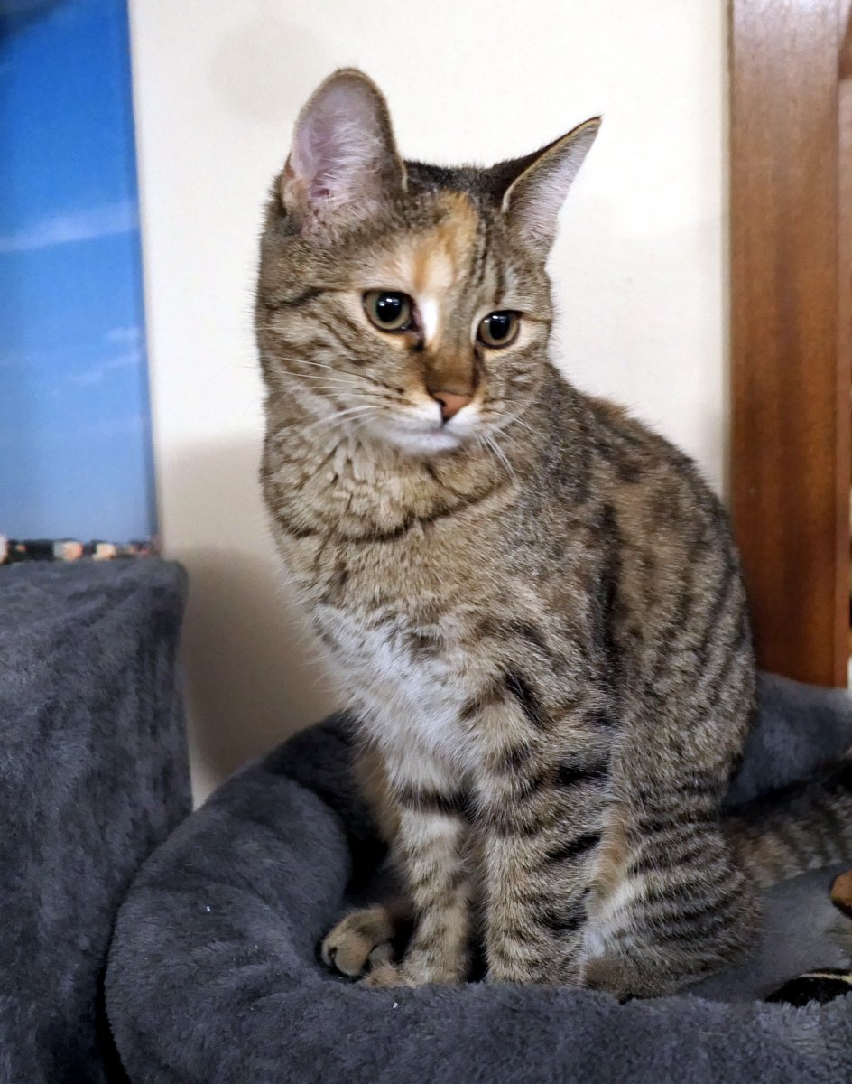 Katze Lilly sitzt auf ihrem Katzenbaum. Ihr Kopf ist seitlich leicht nach unten geneigt, der Blick wirkt nachdenklich und ein wenig müde – als würde sie über die Ereignisse des Tages philosophieren. Ihre Haltung strahlt Ruhe aus, zugleich sieht man ihr an, dass sie sich heute nicht ganz wohlfühlt. Lilly-20251227