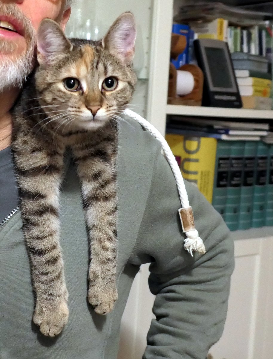 Katze Lilly hängt lässig über der Schulter von Steffen. Ihre beiden Vorderpfoten sind lang ausgestreckt über seinen Oberkörper gelegt, der Kopf ist leicht angehoben – der Blick ruhig, souverän und eindeutig königlich. Eine Katze in perfekter Balance zwischen Entspannung und Kontrolle. lilly-20251216