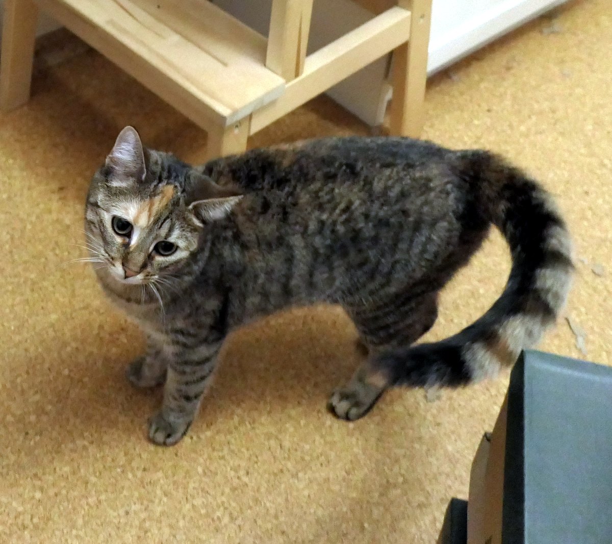 Katze Lilly steht auf einem hellen Fußboden und blickt mit neugierig-verschmitztem Ausdruck leicht nach oben. Ihr Körper ist leicht seitlich gedreht, der buschige Schwanz geschwungen. Im Hintergrund sind ein heller Holzstuhl und Möbel zu sehen. Lilly wirkt aufmerksam, als würde sie gerade überlegen, welchen Unsinn sie als Nächstes anstellen könnte. Lilly-20260501