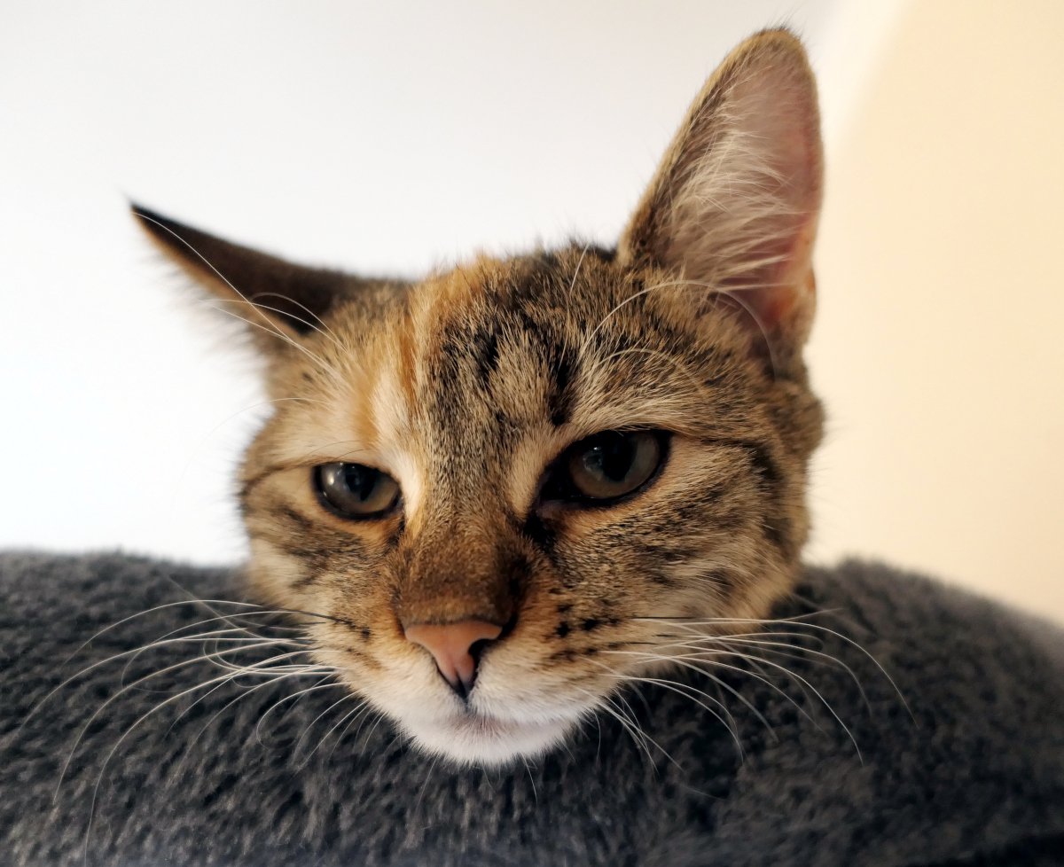 Katze Lilly sitzt ganz oben auf dem Katzenbaum. Nur ihr Kopf ragt über den Rand der Liegefläche. Mit ernstem, beinahe nachdenklichem Blick schaut sie in den Raum – wachsam, würdevoll und leicht mürrisch. Lilly-20251223