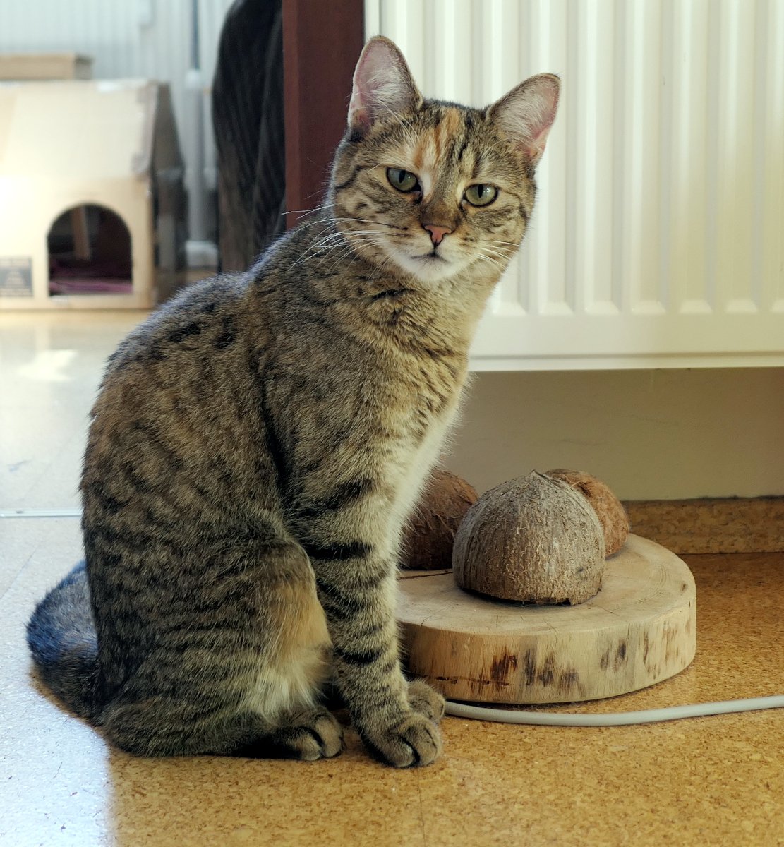 Katze Lilly sitzt aufmerksam auf dem Fußboden neben einer Holzscheibe mit drei Kokosnussschalen. Sie blickt mit leicht schief gelegtem Kopf direkt in die Kamera, als würde sie erwartungsvoll fragen, ob das heutige Leckerlie-Versteckspiel etwa vergessen wurde. Lilly-20260806a