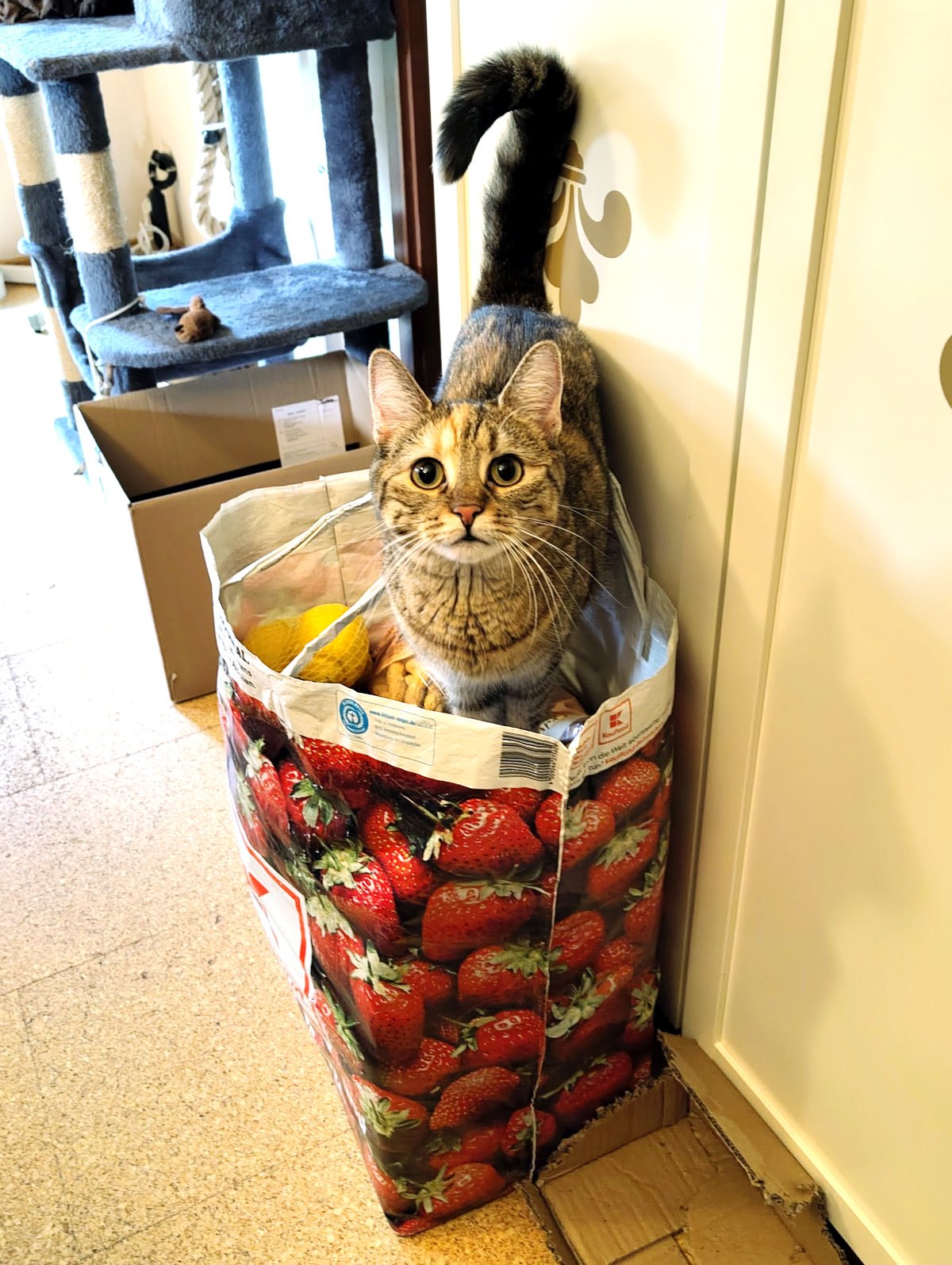 Katze Lilly sitzt mitten in einer großen Einkaufstasche mit Erdbeermotiv. Sie schaut mit großen, aufmerksamen Augen direkt in die Kamera, als wolle sie erklären, dass sie lediglich den gerade angekommenen Einkauf kontrolliert. Lilly-20260904a