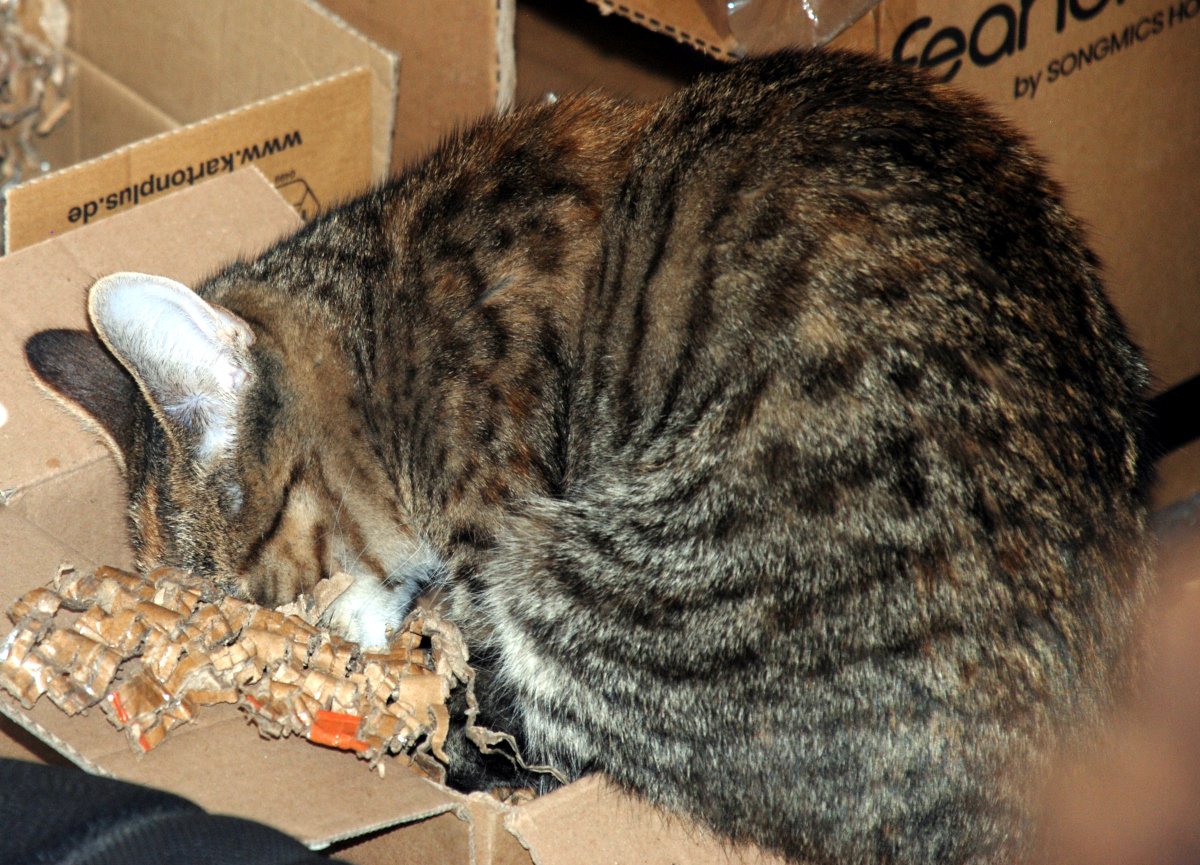 Katze Lilly sitzt tief versunken mit dem Kopf in einem Karton voller raschelnden Verpackungsmaterials. Nur ihr flauschiger Rücken und ein Teil ihres Kopfes mit aufgestellten Ohren sind zu sehen. Um sie herum stehen mehrere weitere Kartons – eine richtige „Baustelle“. Lilly wirkt, als wäre sie gerade hoch fokussiert bei einem wichtigen Projekt: Kartoninspektion Stufe 3 – Profi-Modus. lilly-20251205