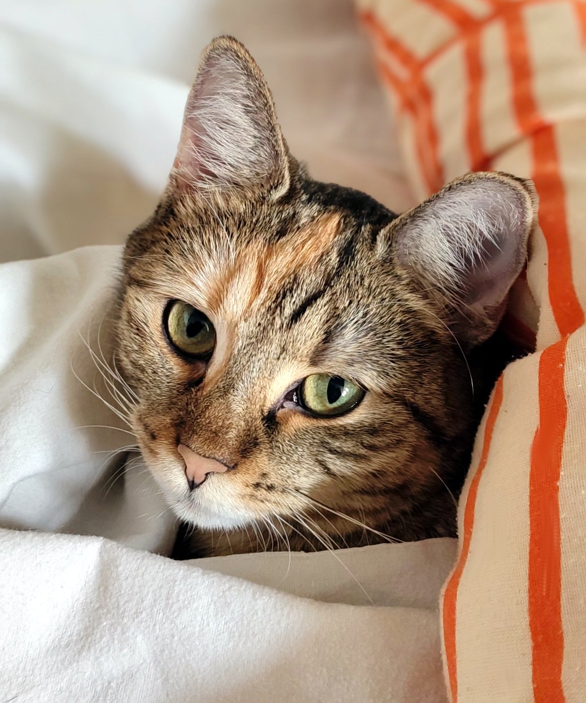 Nahaufnahme von Katze Lilly, die gemütlich zwischen weißen und orange gemusterten Laken liegt. Nur ihr Kopf schaut aus den Stofflagen hervor. Mit ihren großen grünen Augen blickt sie entspannt in die Kamera Lilly-20260825a