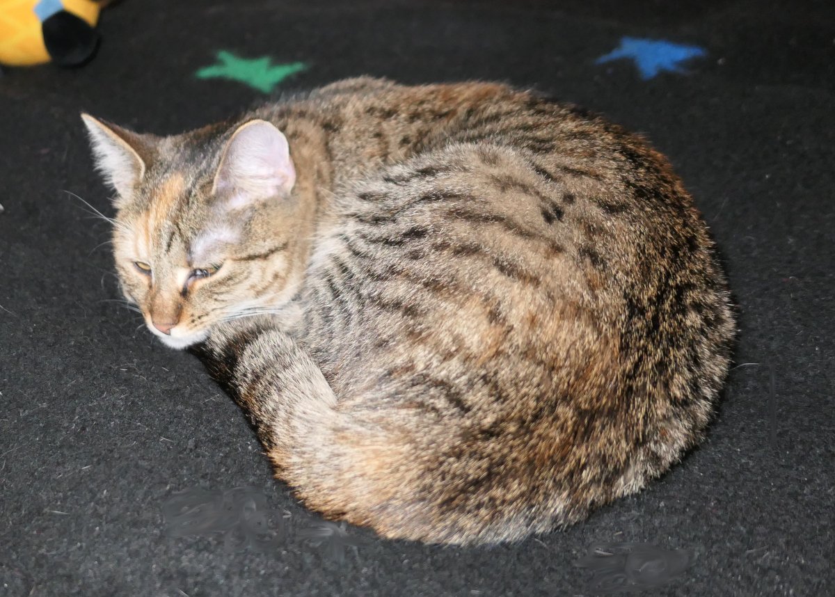 Katze Lilly liegt schlafend, eng zusammengerollt, auf ihrer schwarzen Lieblingsdecke. Die Augen sind sanft geschlossen, nur ein leichtes Blinzeln ist zu erkennen. Ihr Körper wirkt vollkommen entspannt, als wäre sie eins mit der Decke – perfekte Tarnung und tiefe Zufriedenheit zugleich. Lilly-20260102