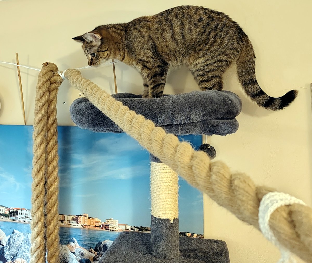 Katze Lilly steht auf der oberen gepolsterten Plattform ihres Katzenbaums und untersucht neugierig das neue dicke Tau, das quer durch den Raum gespannt ist. Auf dem Tau liegt ein kleines Leckerli, nach dem Lilly sucht und vorsichtig schnuppert. Lilly-20260820a