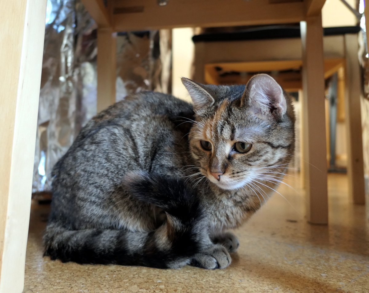Katze Lilly sitzt zusammengerollt unter einem Stuhl, der unter einen Schreibtisch geschoben ist. Sie blickt aufmerksam leicht zur Seite. Um sie herum sind Tisch- und Stuhlbeine zu sehen, der Boden ist hell und ruhig. Lilly wirkt wachsam und nachdenklich, als würde sie ihr Revier aus ihrem Versteck heraus beobachten. Lilly-20260425