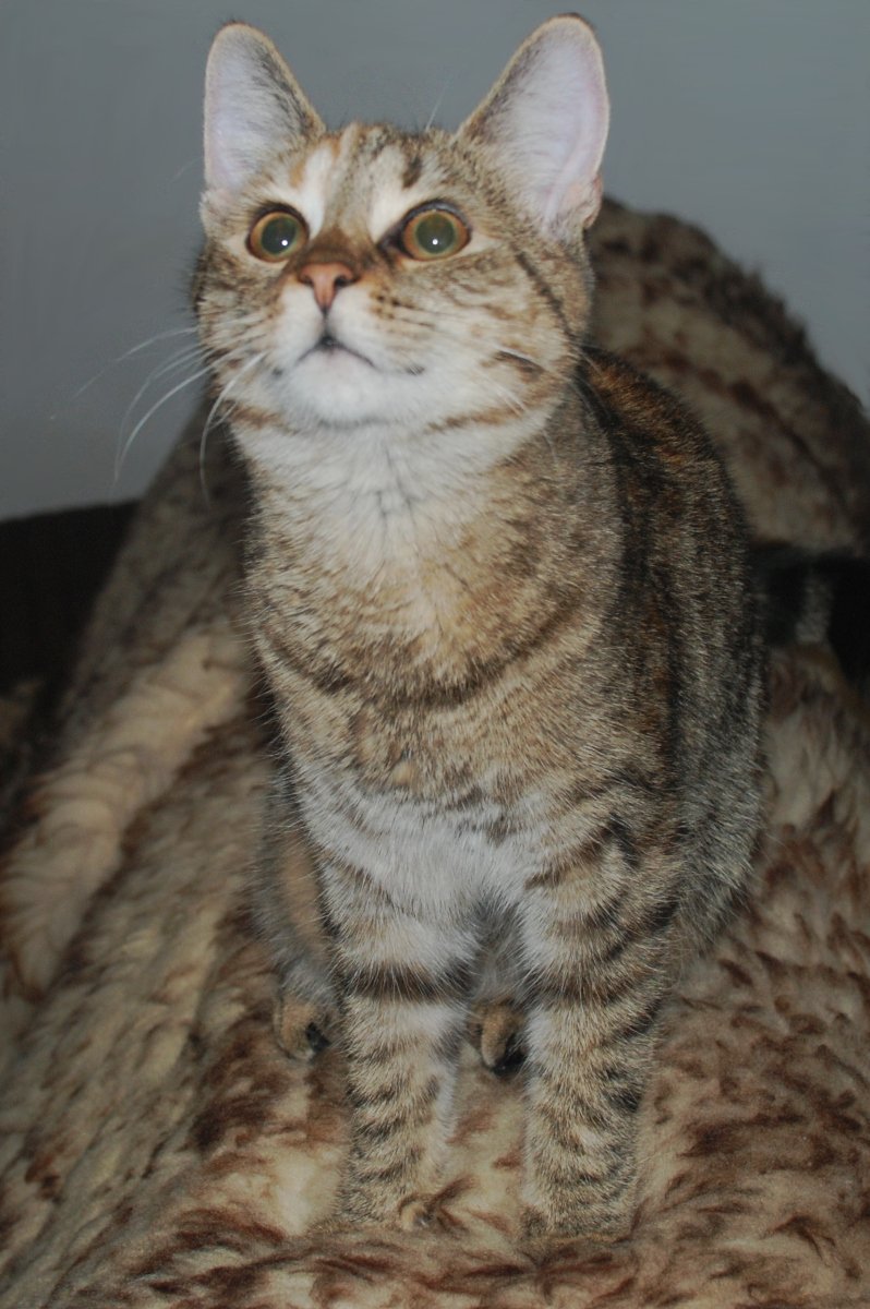 Katze Lilly sitzt kerzengerade auf einem flauschigen weißen Lammfell, dessen Farbe fast nahtlos mit ihrem Fell verschmilzt. Ihr Blick geht neugierig nach oben, als würde sie eine Fliege beobachten oder leise Weihnachtsmusik belauschen. Die sanfte Beleuchtung lässt ihr Fell warm schimmern. lilly-20251201