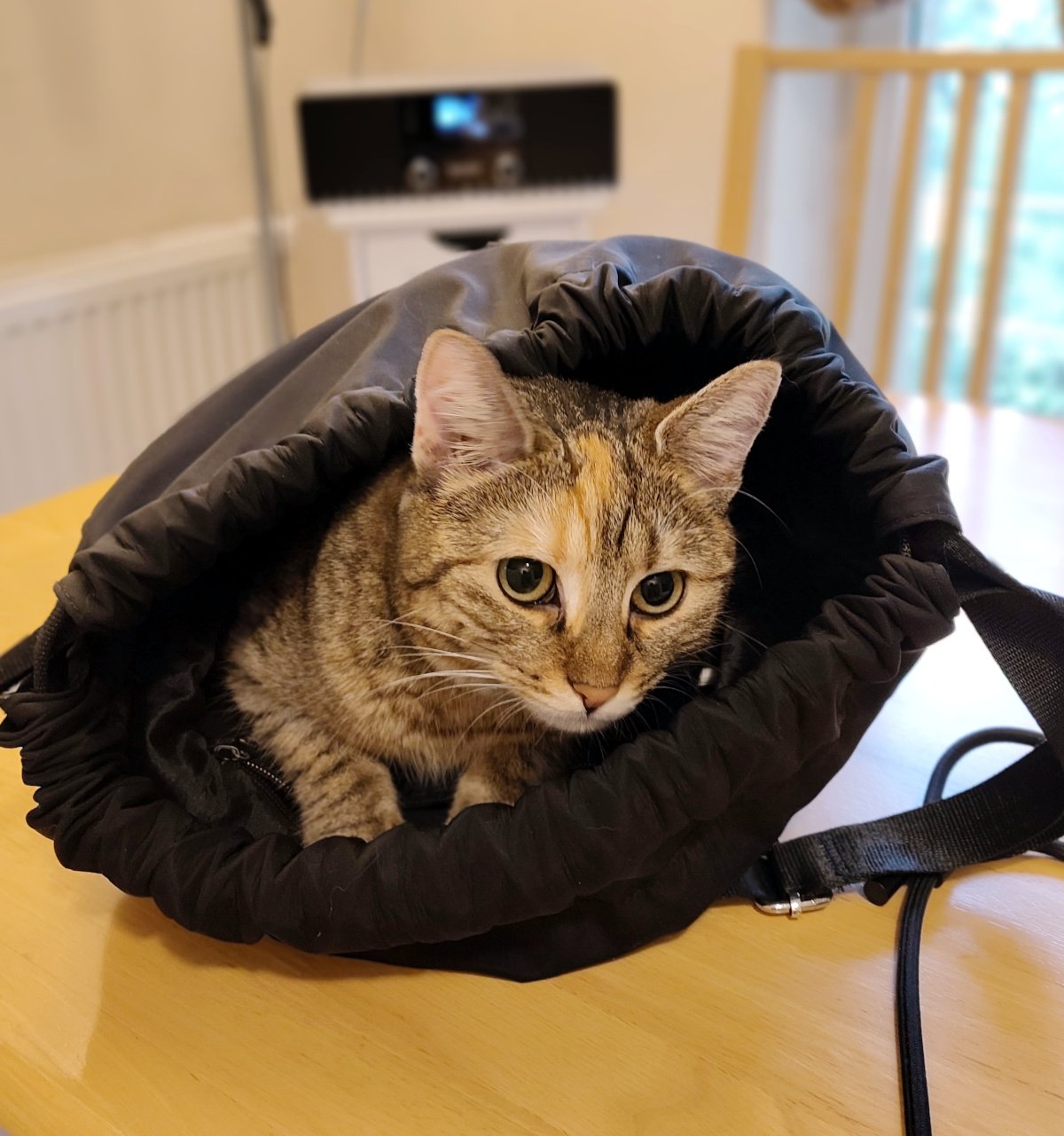 Katze Lilly sitzt aufmerksam in einem geöffneten schwarzen Rucksack, der auf einem Holztisch liegt. Sie schaut mit großen grünen Augen nach vorn. Ihr getigertes Fell und der helle Fleck auf der Stirn sind gut zu erkennen. Der Rucksack umrahmt Lilly fast wie eine gemütliche Höhle. Lilly-20260923