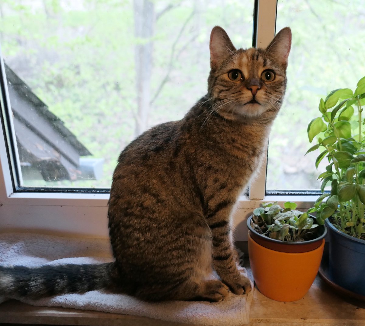 Lilly-20260420