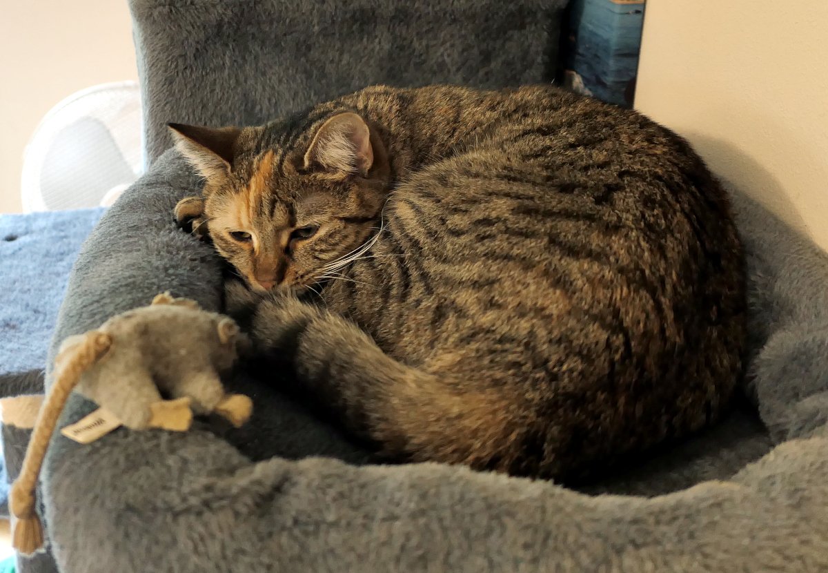 Katze Lilly liegt zusammengerollt und schläfrig auf der weichen Liegefläche ihres Katzenbaums. Neben ihr auf dem Rand liegt ihre kleine graue Stoffmaus, während Lilly entspannt und gemütlich wirkt. Lilly-20260516