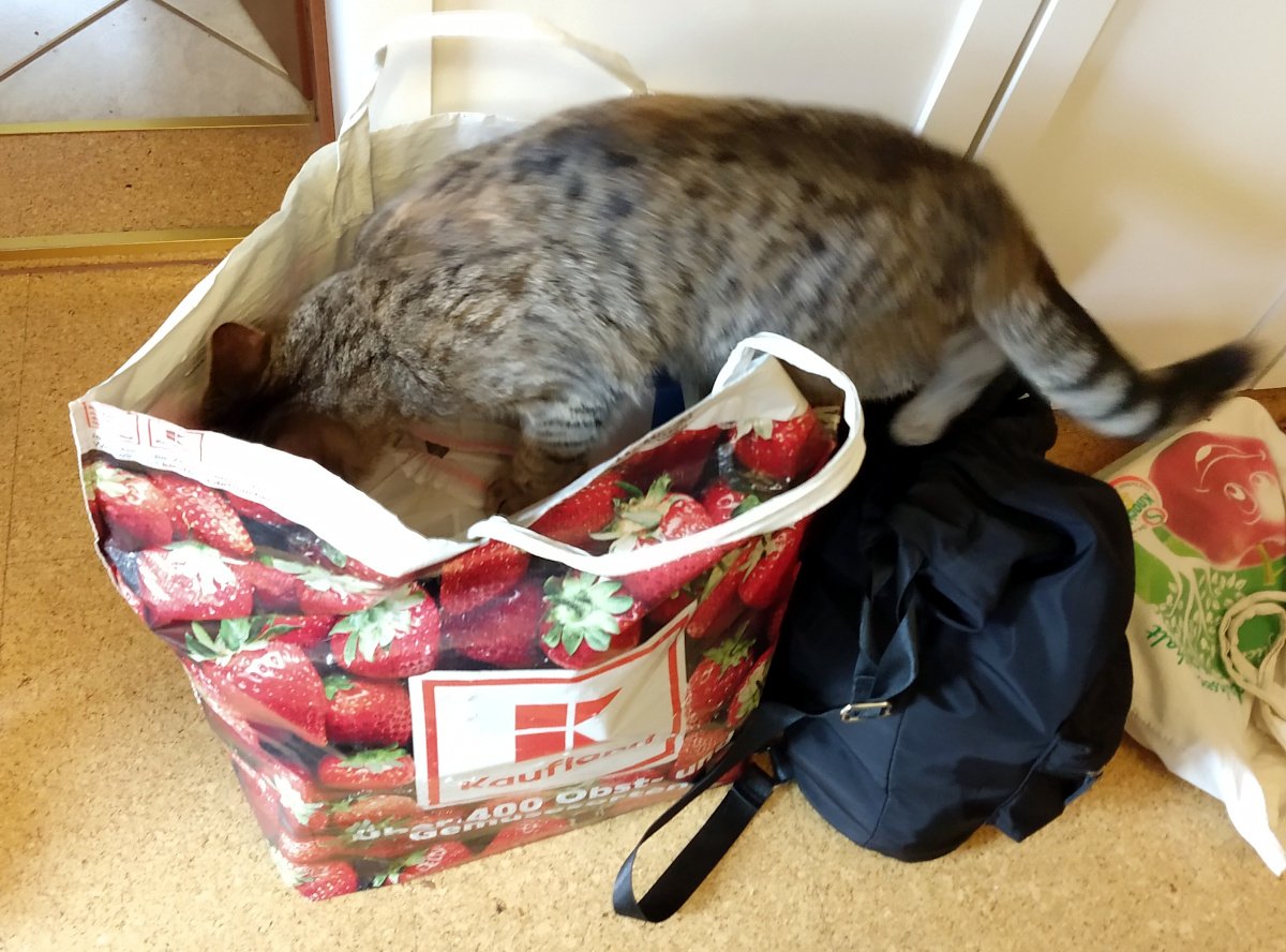 Katze Lilly steckt neugierig mit Kopf und Vorderpfoten tief in einer großen Einkaufstasche, sodass fast ihr ganzer Oberkörper darin verschwindet. Die Tasche wirkt gut gefüllt, während Lilly konzentriert den Inhalt untersucht. Lilly-20260209