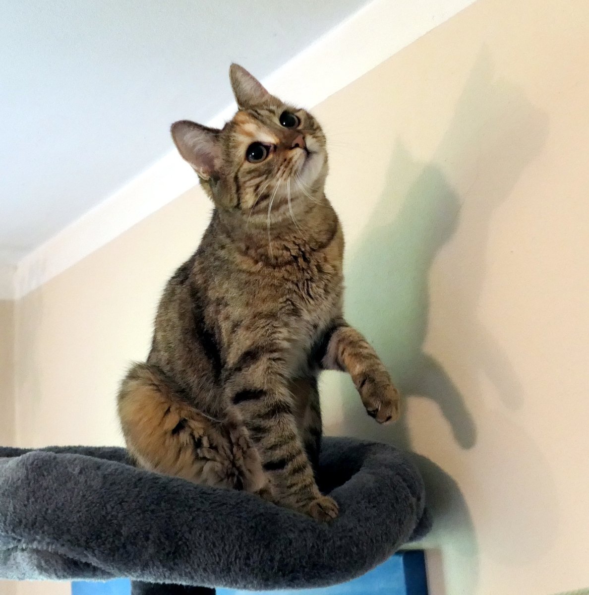 Katze Lilly sitzt aufmerksam auf der obersten Liegefläche ihres grauen Katzenbaums. Mit leicht schräg gelegtem Kopf hebt sie eine Vorderpfote und schaut konzentriert zur Zimmerdecke, als hätte sie dort etwas Spannendes entdeckt. An der Wand hinter ihr zeichnet sich ihr Schatten ab. Lilly-20260524a