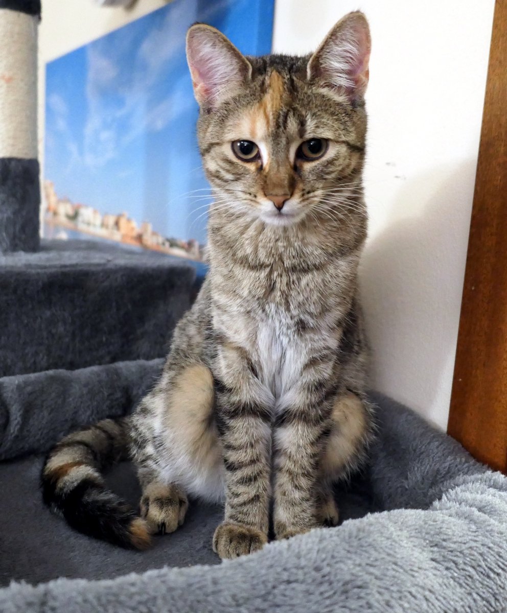 Katze Lilly sitzt kerzengerade und mit königlicher Ruhe auf ihrem Katzenbaum. Ihr Fell liegt perfekt an, die Schnurrhaare stehen stolz zur Seite und ihr Blick geht direkt – majestätisch, beinahe königinnenhaft – in die Kamera. lilly-20251117