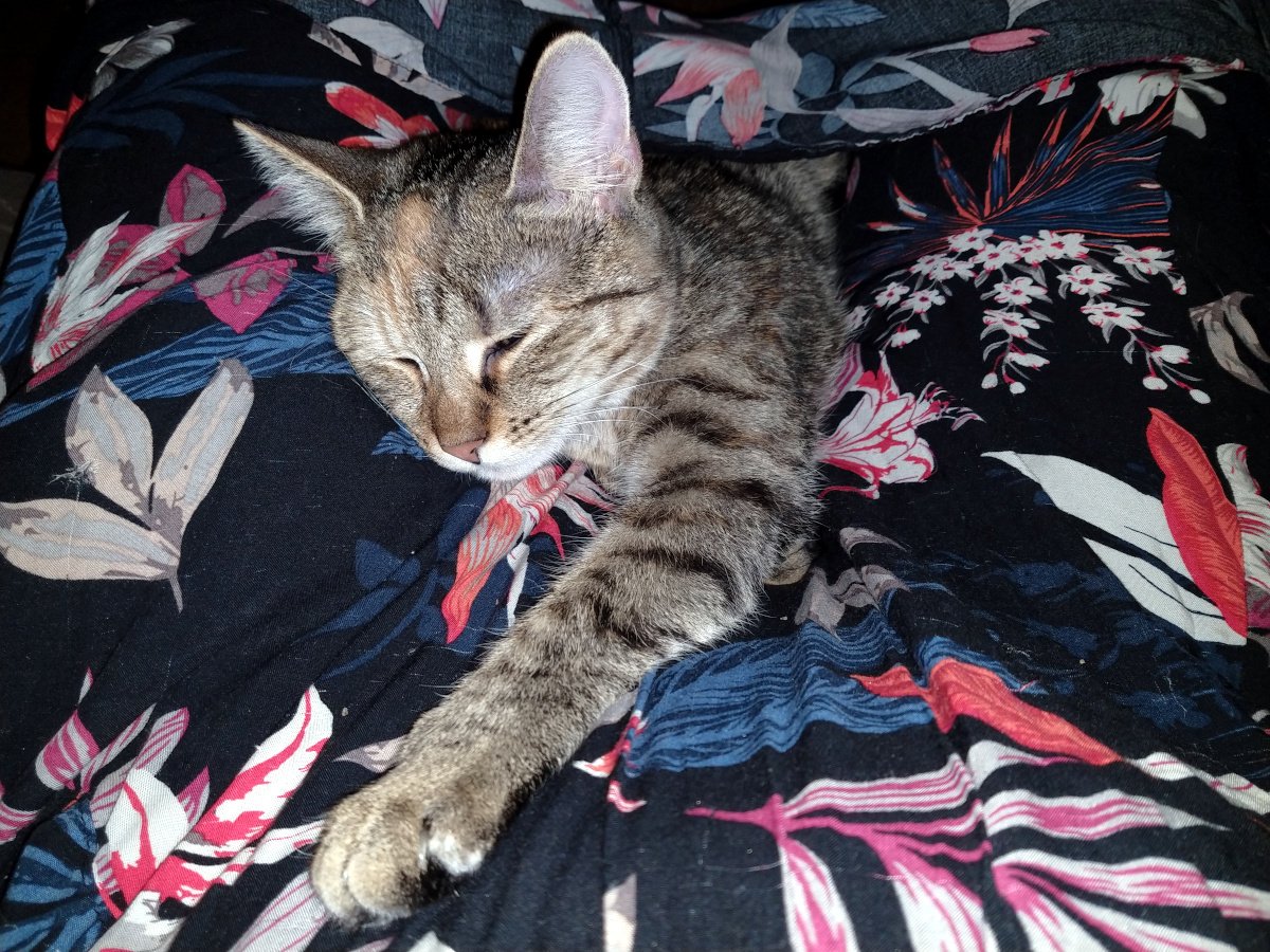 Katze Lilly liegt entspannt und spürbar zufrieden auf Doris’ Schoß. Ihr Kopf ruht weich auf dem Stoff des Rocks, die Augen sind halb geschlossen, die Ohren aufmerksam aufgerichtet. Eine Vorderpfote ist genüsslich in Richtung Doris ausgestreckt – als wolle sie sagen: „Endlich bist du wieder da.“ lilly-20251207