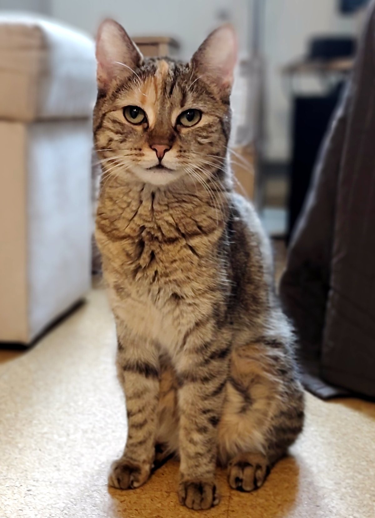 Katze Lilly sitzt aufrecht auf dem Boden und schaut mit aufmerksamem, leicht ernstem Blick direkt in die Kamera. Ihre Vorderpfoten stehen ordentlich nebeneinander, die Ohren sind aufgerichtet. Lillys braun-grau getigertes Fell und der warme orangefarbene Streifen auf ihrer Stirn sind deutlich zu erkennen. Der Hintergrund der Wohnung ist weich unscharf und lenkt den Blick vollständig auf Lilly. Lilly-20260828