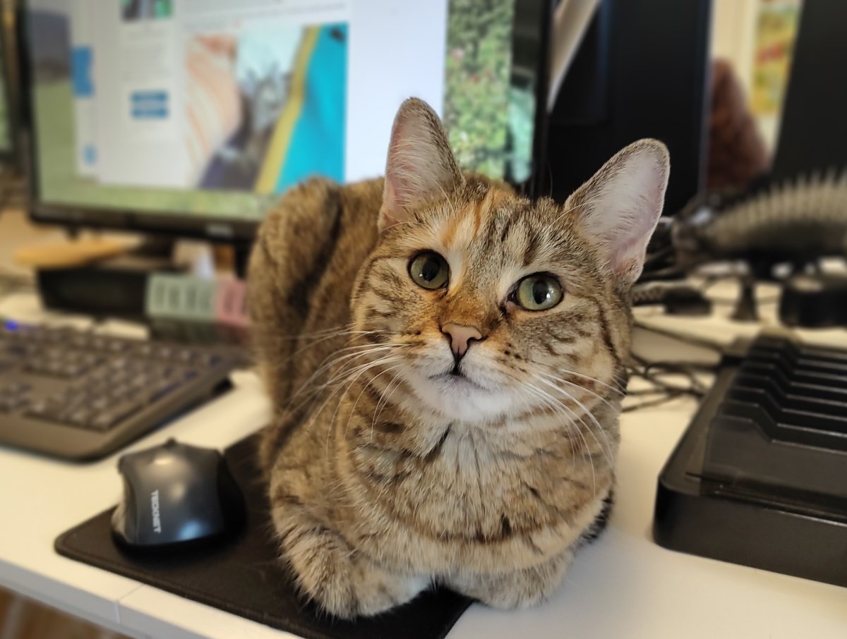Katze Lilly sitzt bequem auf dem Schreibtisch direkt neben einer schwarzen Computermaus. Sie schaut mit großen grünen Augen aufmerksam nach oben. Im Hintergrund stehen mehrere Computerbildschirme und weitere Bürogeräte. Lilly-20260814a