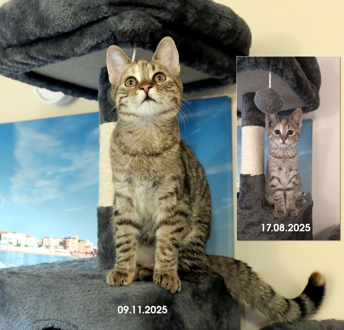 lilly-20251109