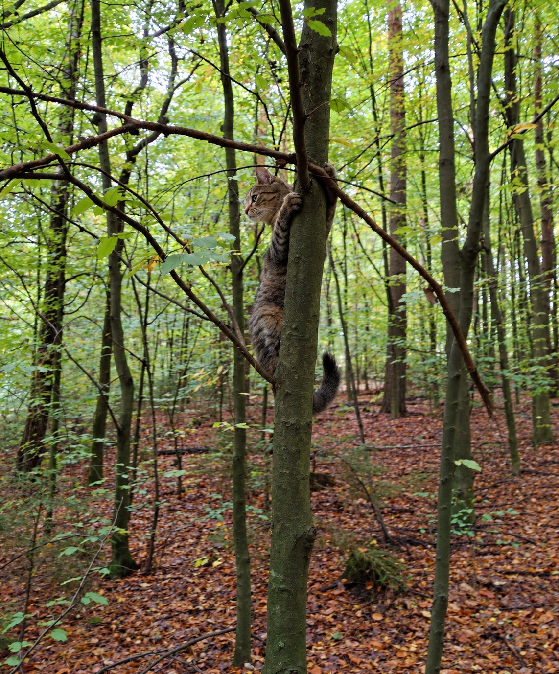 Die grau-braun getigerte Katze Lilly klammert sich mit ihren Pfoten an den Stamm eines schmalen Baumes und schaut aufmerksam nach links in den Wald. Um sie herum stehen zahlreiche Bäume mit dichtem grünem Laub. Der Waldboden ist mit herbstlichen Blättern bedeckt. Lilly-20261018a