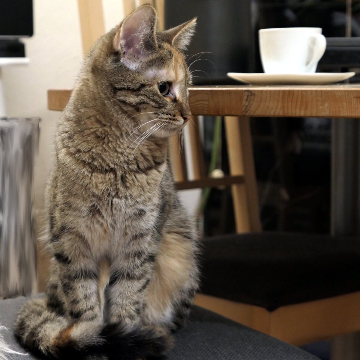 Katze Lilly sitzt aufrecht und sehr würdevoll auf einem Stuhl. Ihr Blick geht seitlich hinüber zum Tisch, wo eine weiße Kaffeetasse auf einem passenden Unterteller steht. Das Fell wirkt besonders flauschig und weich … und eindeutig bereit für Unsinn. Lilly-20260129