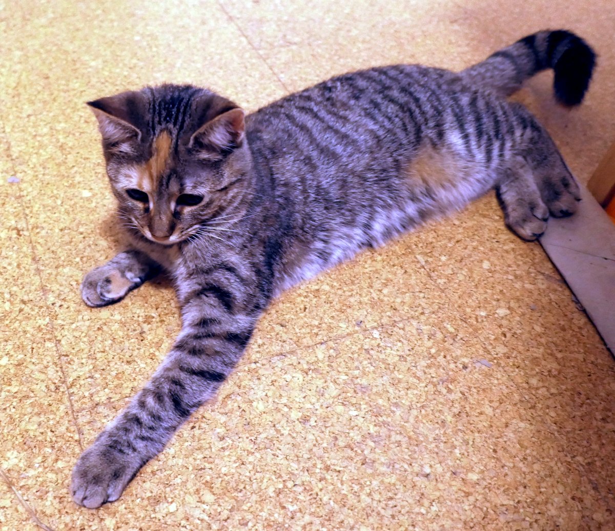 lilly-20251120
