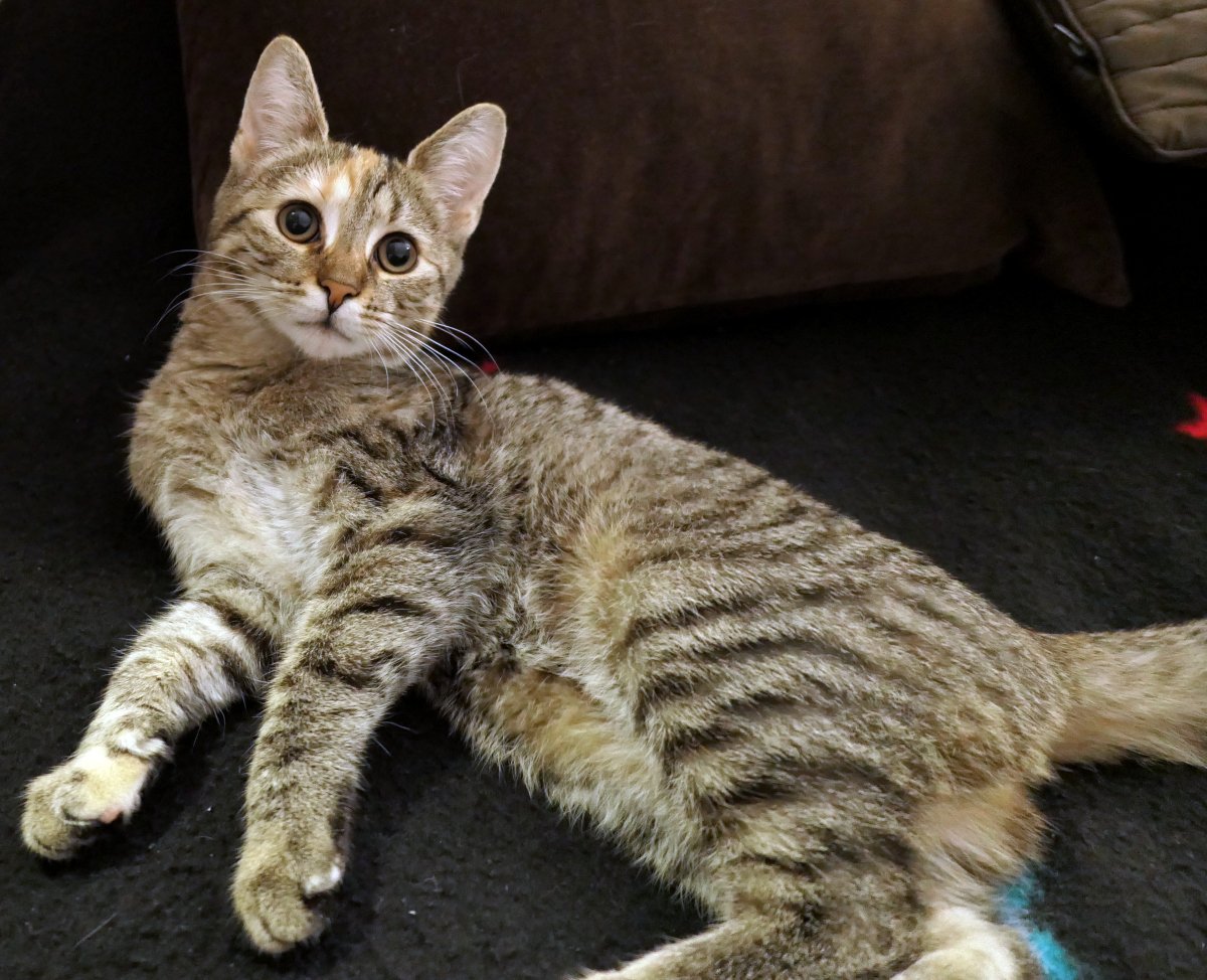 Katze Lilly liegt königlich auf einer schwarzen Decke. Ihr Fell hebt sich kontrastreich ab, die Augen halb geschlossen – sichtlich entspannt nach einem anstrengenden Trainingstag. lilly-20251022