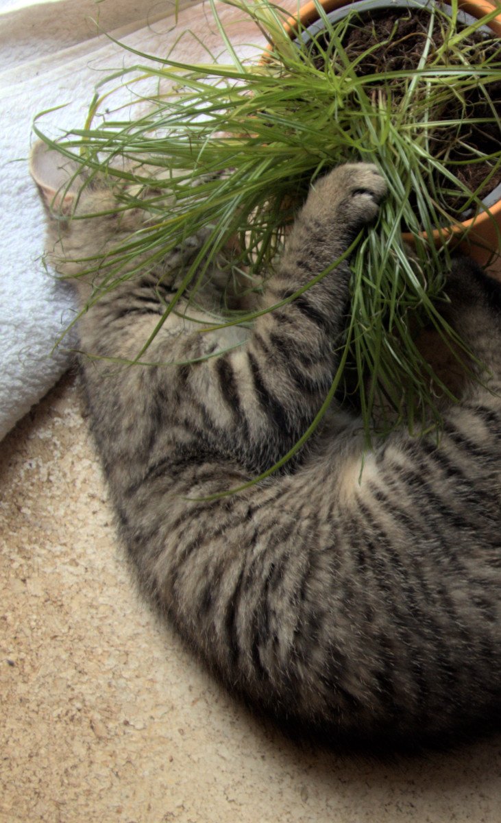 Lilly-gras-2-20250821