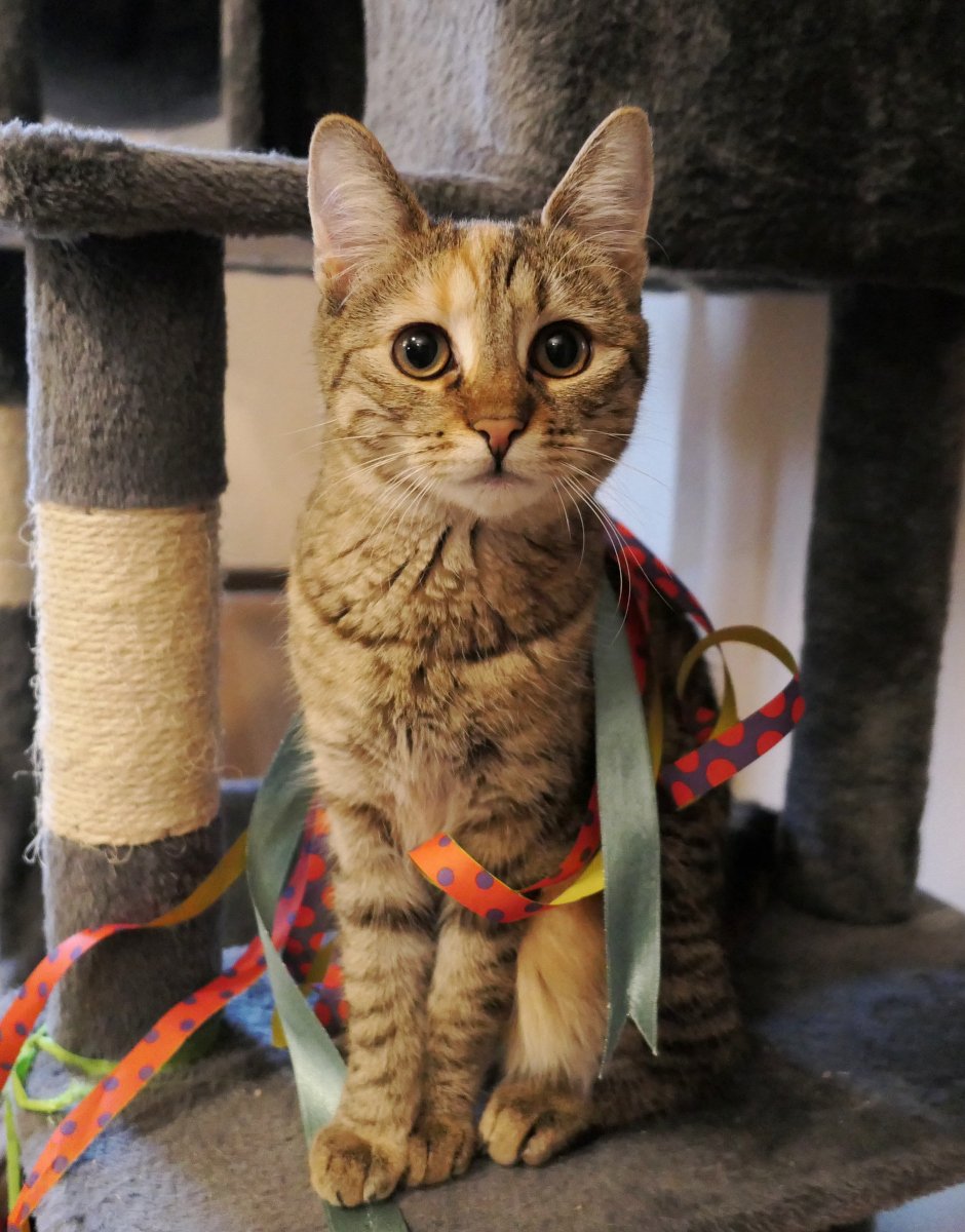 Katze Lilly sitzt aufrecht und stolz auf ihrem Katzenbaum. Ihre großen Augen blicken freundlich in die Kamera, die Ohren sind aufmerksam nach vorn gerichtet. Um ihren Körper hängen bunte Papierschlangen und Schleifen – ein festlicher Neujahrs-Look, den sie mit souveräner Gelassenheit trägt. Lilly-20260101