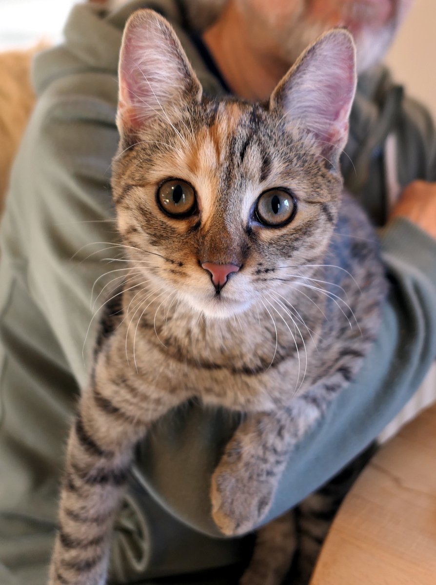 Katze Lilly liegt gemütlich in der Ellenbeuge ihres Zweibeiners. Die Kamera zeigt eine liebevolle Nahaufnahme ihres Köpfchens: große, wache Augen, die direkt in die Linse blicken, und aufrecht stehende, neugierige Ohren. Ihr Fell wirkt weich und gepflegt, und die Nähe zum Menschen vermittelt Wärme, Geborgenheit und ein kleines bisschen Geburtstagsstolz. lilly-20251208