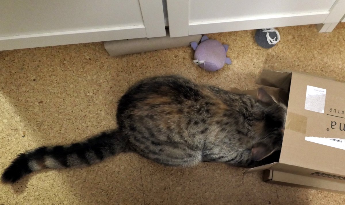 Katze Lilly liegt entspannt auf dem Boden vor einem schmalen, seitlich geöffneten Karton. Kopf und Vorderpfoten sind neugierig in den Karton geschoben, während ihr langer Körper und der ausgestreckte Schwanz vollständig außerhalb liegen – eine perfekte Mischung aus Entdeckergeist und Katzenakrobatik. Lilly-20260130