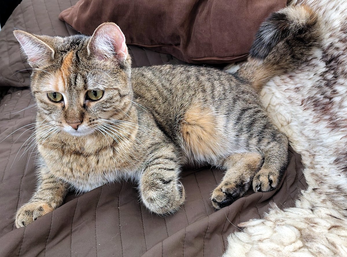Katze Lilly liegt entspannt auf einem braunen Sofa. Sie schaut aufmerksam nach vorn, während ihr Körper bequem ausgestreckt neben einer hellen weichen Decke liegt. Lilly-20260829a