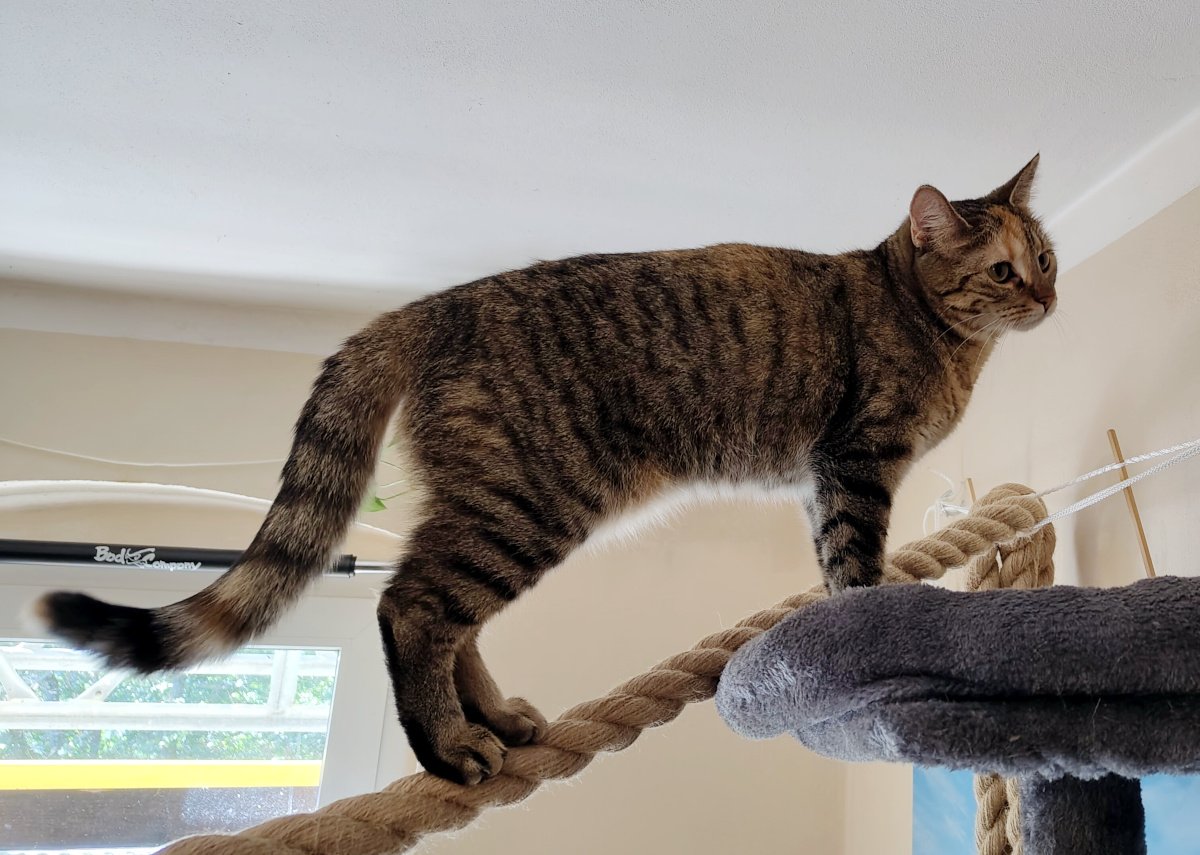 Katze Lilly balanciert auf ihrem dicken Seil und hat fast das Ziel auf der oberen Etage ihres Katzenbaums erreicht. Sicher steht sie mit allen vier Pfoten auf dem Seil und blickt aufmerksam nach vorn. Lilly-20260927a