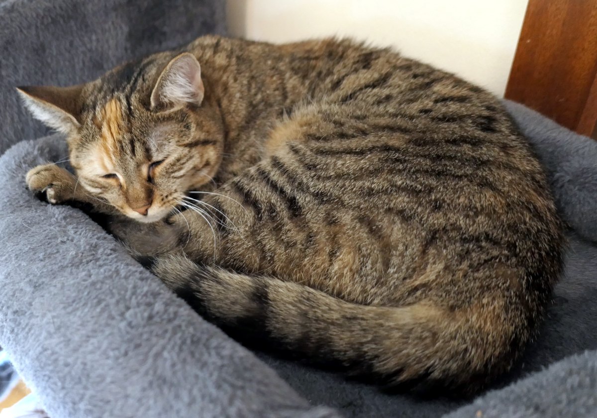 Katze Lilly liegt eng zusammengerollt und tief entspannt auf der weichen grauen Liegefläche ihres Katzenbaums. Mit geschlossenen Augen und angezogenem Schwanz genießt sie ein Nickerchen. Ihr getigertes Fell mit den warmen orangefarbenen Abzeichen im Gesicht kommt im weichen Licht besonders gut zur Geltung und vermittelt eine ruhige, gemütliche Atmosphäre. Lilly-20260721