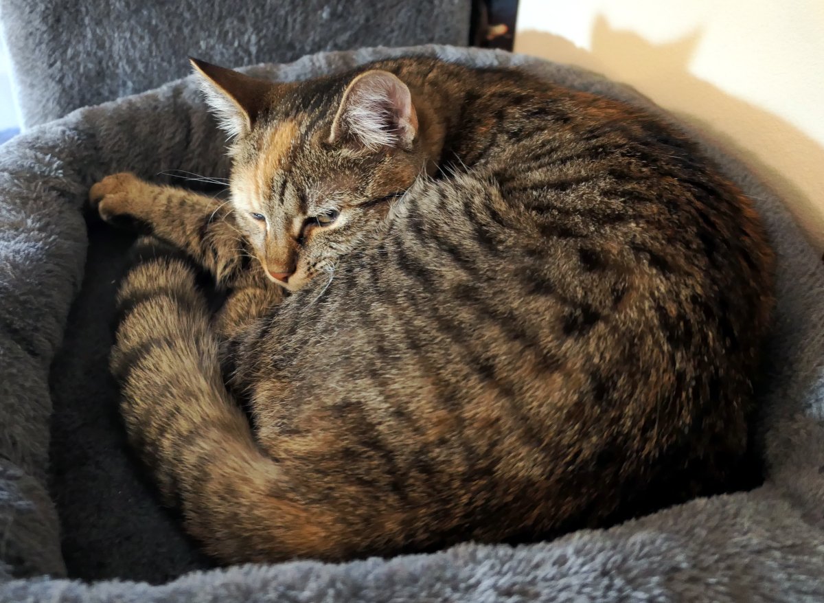 Lilly liegt eng zusammengerollt auf einer Liegefläche ihres Katzenbaums. Die Augen sind nur leicht geöffnet, der Blick sagt unmissverständlich: „Heute bitte nur gucken, nicht anfassen.“ Ruhemodus aktiv. Lilly-20251218