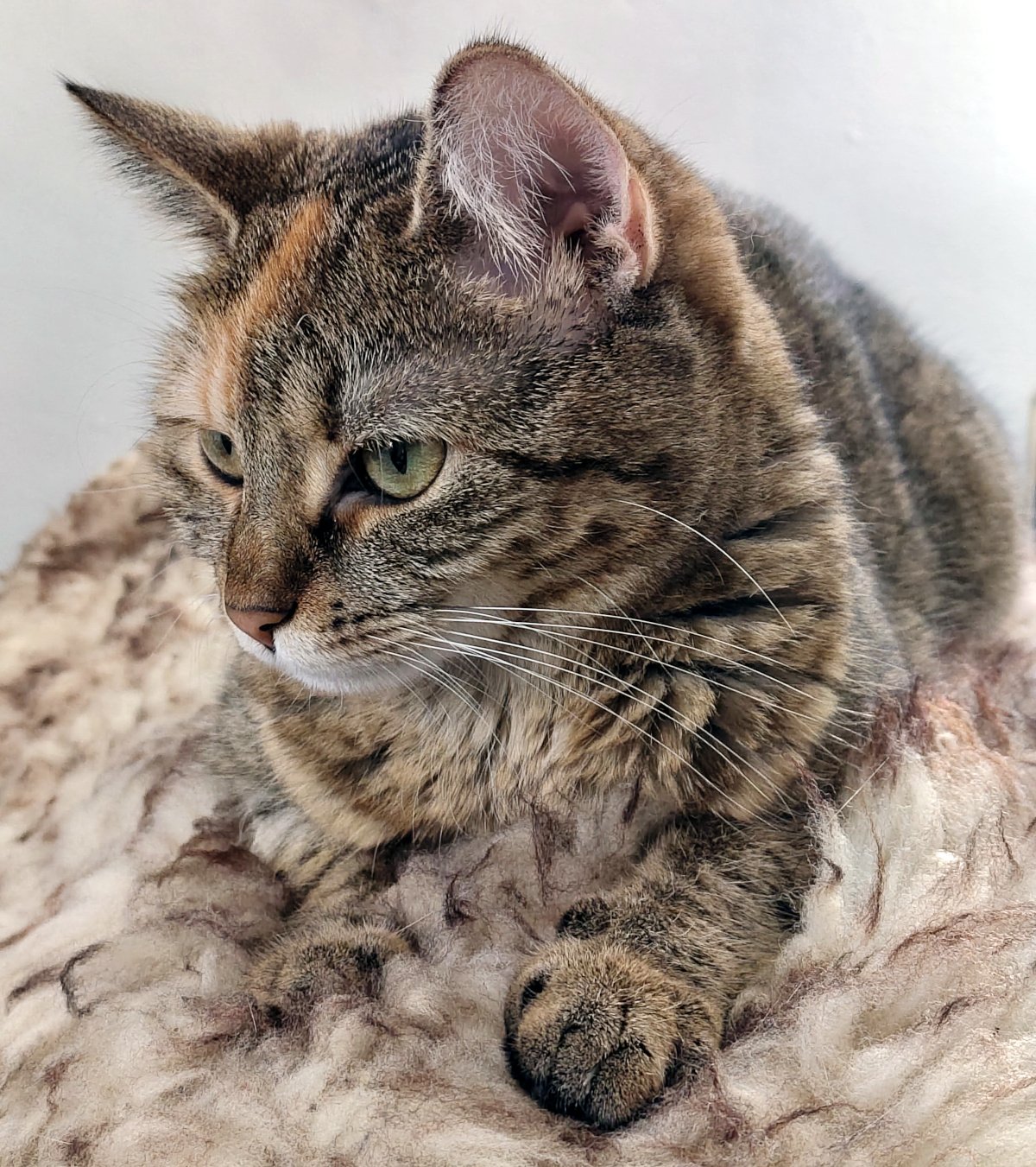 Katze Lilly liegt entspannt auf einem hellen, flauschigen Fell. Mit ihrem braun-grau gemusterten Fell verschmilzt sie optisch beinahe mit der weichen Unterlage und blickt aufmerksam zur Seite. Lilly-20261006a