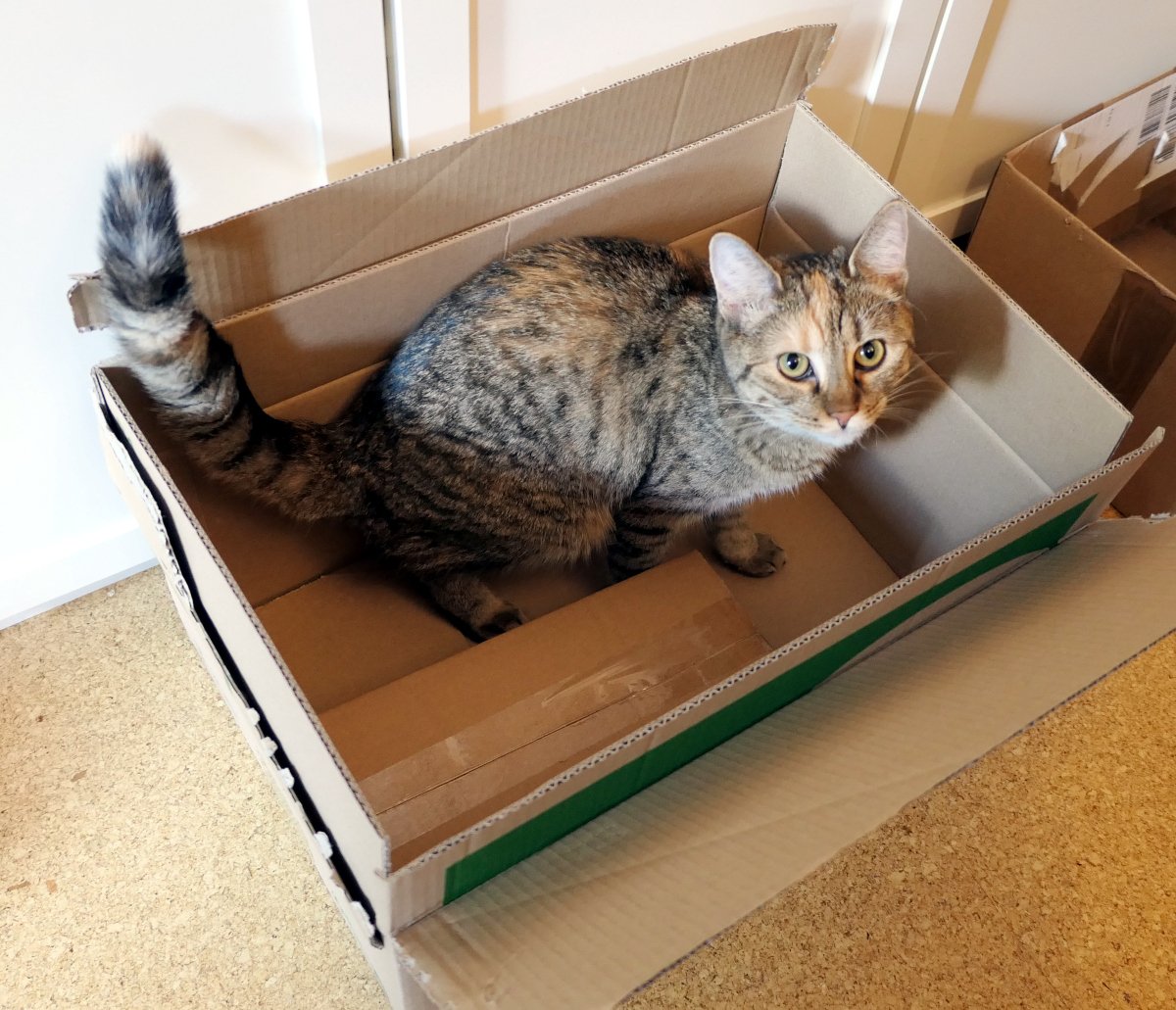 Katze Lilly sitzt aufmerksam in einem großen geöffneten Versandkarton. Mit neugierigem Blick schaut sie nach oben zur Kamera, während ihr buschiger Schwanz über den Kartonrand ragt. Der Karton scheint bereits fest in ihren Besitz übergegangen zu sein. Lilly-20260623a