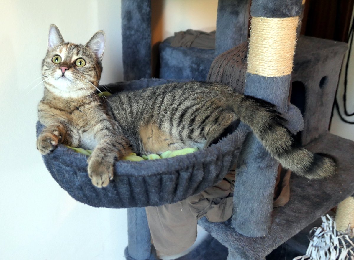 Katze Lilly liegt entspannt auf einer grünen Decke in einem grauen Hängekorb ihres Katzenbaums. Ihre Vorderpfoten hängen locker über den Rand, während sie mit großen grünen Augen aufmerksam nach oben blickt. Ihr Körper liegt bequem ausgestreckt im Korb, der Schwanz hängt seitlich heraus. Im Hintergrund sind weitere Liegeflächen, Höhlen und Kratzstämme des großen Katzenbaums zu sehen. Lilly-20260808
