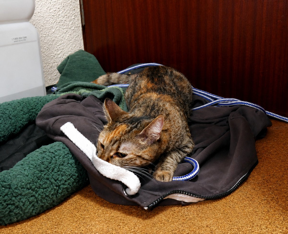 Katze Lilly liegt gemütlich auf mehreren heruntergezogenen Jacken im Flur. Mit halb geschlossenen Augen ruht sie entspannt auf dem Stoff, als hätte sie sich die Jacken ganz bewusst als besonders bequemes Katzenbett ausgesucht. Lilly-20260722a