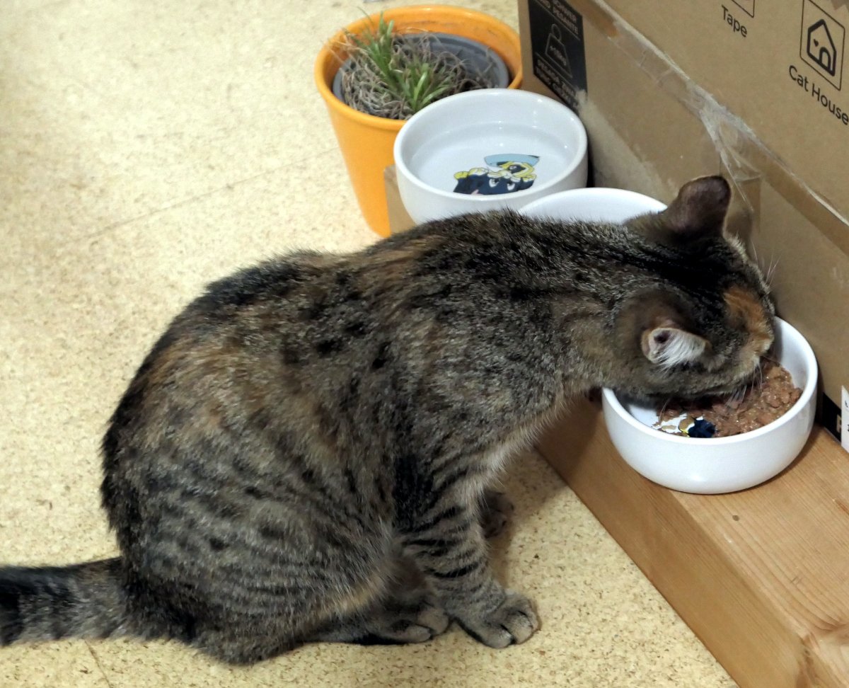 Katze Lilly sitzt konzentriert vor ihrer perfekt arrangierten Futterstation. Drei Näpfe stehen nebeneinander auf einem rustikalen Holzbalken: ganz vorne der Napf mit Nassfutter, aus dem Lilly gerade genüsslich frisst, daneben Trockenfutter und Wasser. Rechts außen ergänzt ein Topf mit frischem Katzengras das kulinarische Ensemble. Haltung: souverän. Blick: beschäftigt. Lilly-20260131