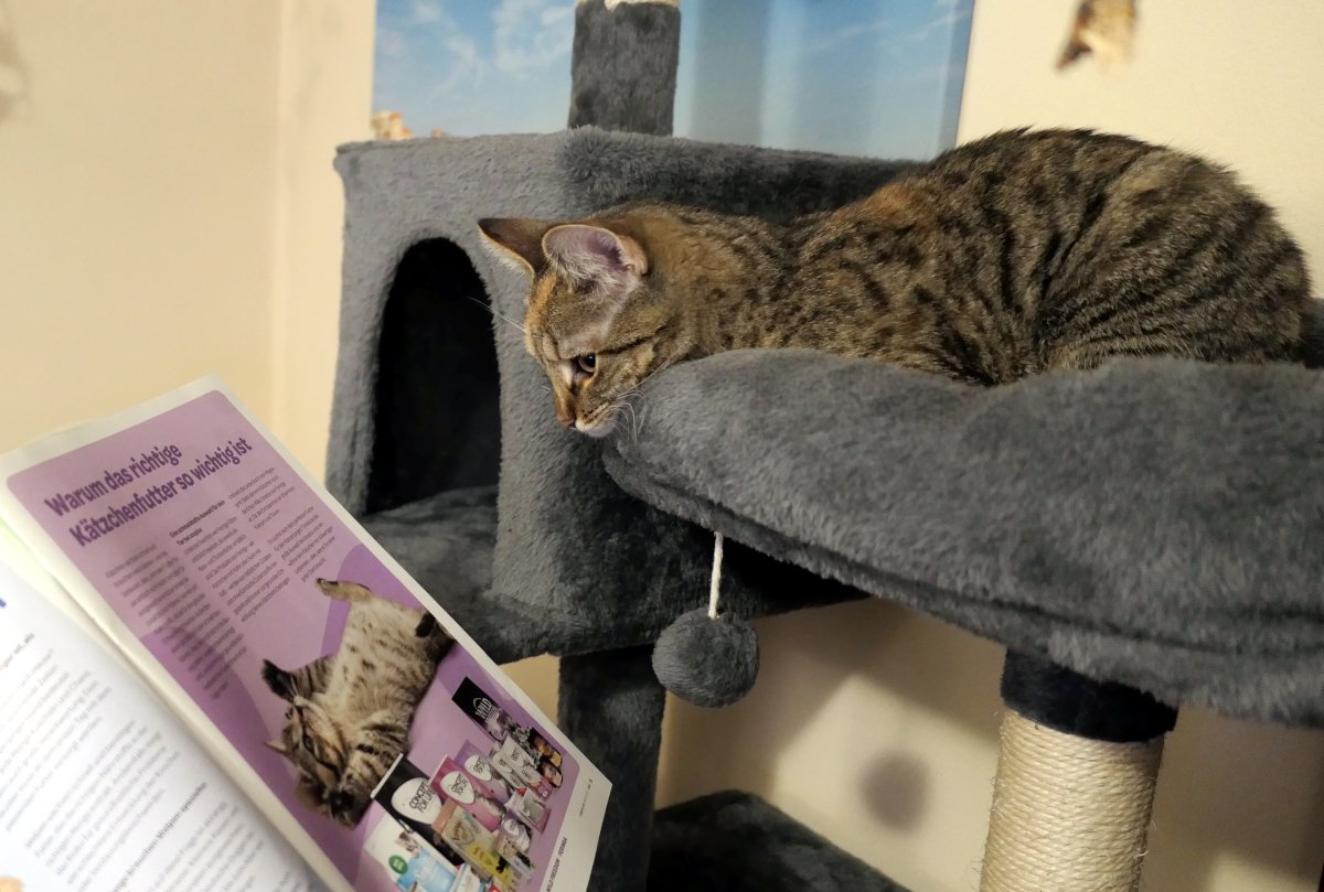 Katze Lilly liegt entspannt auf der oberen Liegefläche ihres Katzenbaums. Neugierig schaut sie über den Rand nach unten auf ein ihr hingehaltenes Tiermagazin. Auf der aufgeschlagenen Seite sind eine Katze und verschiedene Tierfutterprodukte zu sehen – Lillys Blick wirkt aufmerksam und prüfend, als würde sie die Auswahl fachkundig bewerten. lilly-20251213
