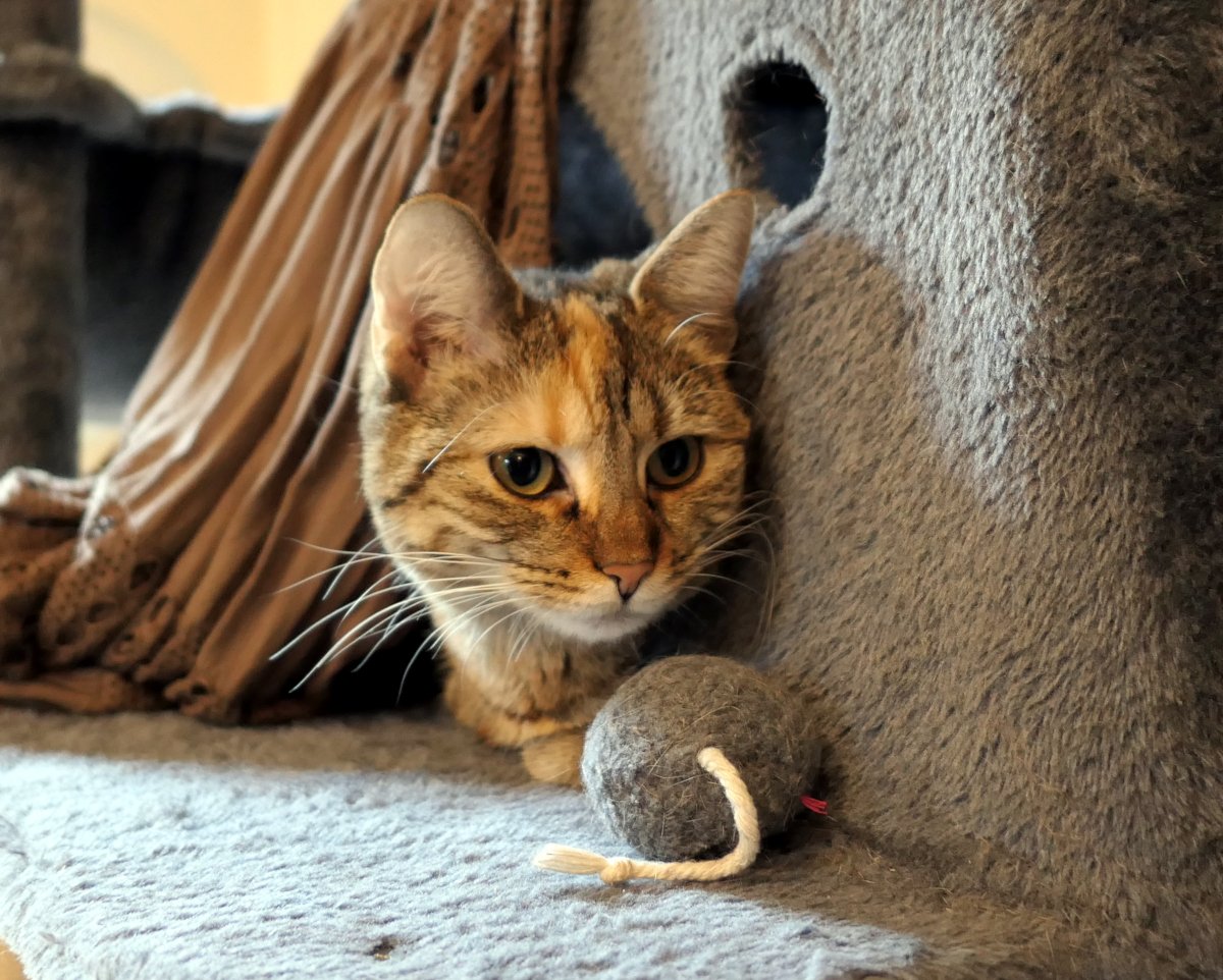 Katze Lilly schaut aufmerksam aus ihrem gemütlichen Katzenhaus auf dem Katzenbaum hervor. Vor ihr liegt eine graue Spielbommel mit Schnur. Ihr markanter heller Stirnfleck und die neugierigen Augen sind gut zu erkennen. Nach einigen ruhigen Tagen wirkt Lilly wieder wach, interessiert und bereit für neue Abenteuer. Lilly-20260610