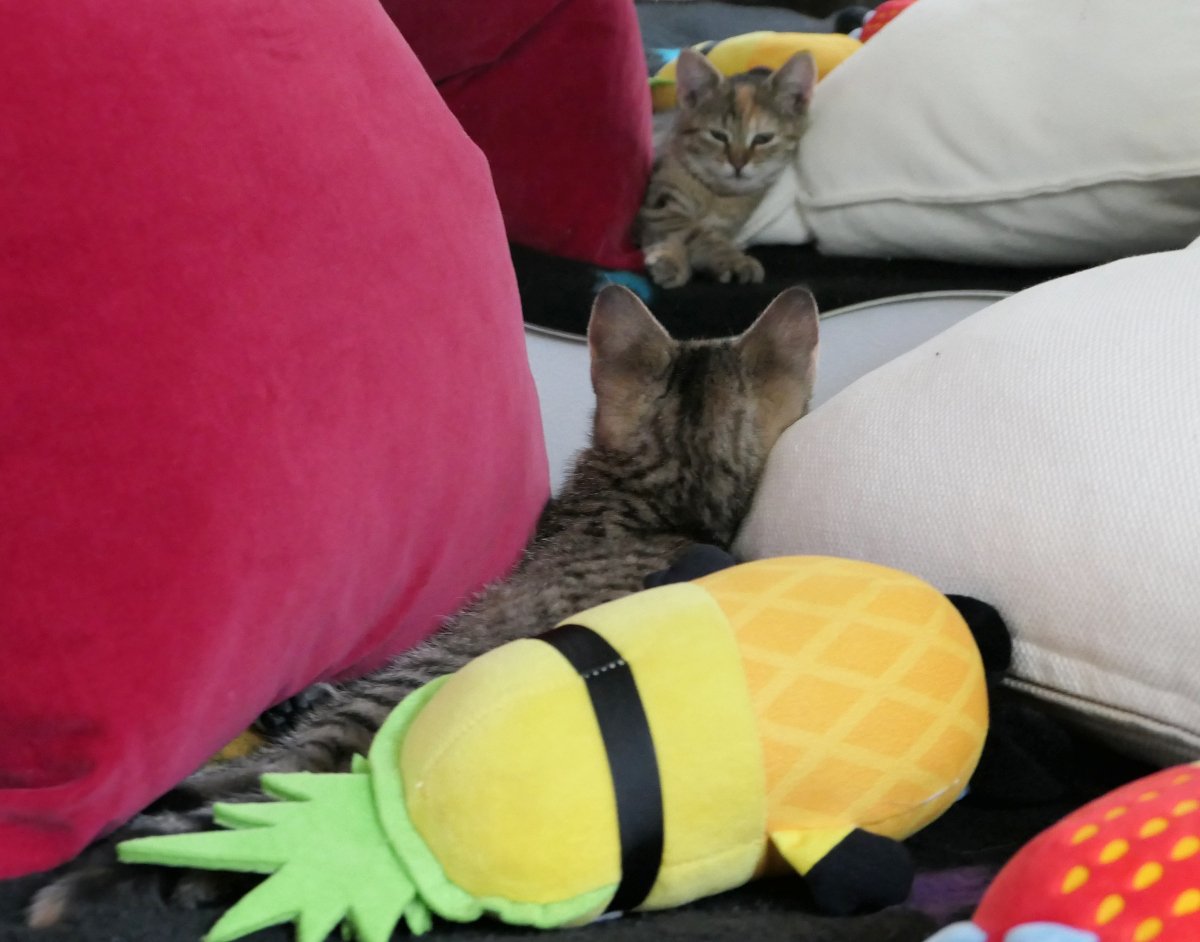 lilly-20250823-spiegel