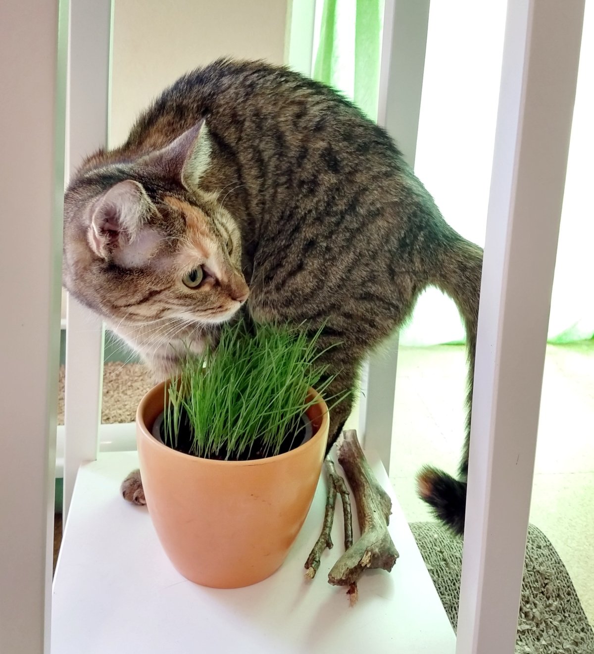Katze Lilly steht auf einem kleinen weißen Beistelltisch vor einem Topf mit frischem Katzengras. Neugierig beugt sie den Kopf zum saftig grünen Gras und schnuppert daran. Neben dem Blumentopf liegen einige kleine Äste. Im Hintergrund sorgen helle Fenster und Vorhänge für eine freundliche, ruhige Atmosphäre. Lilly-20260727a