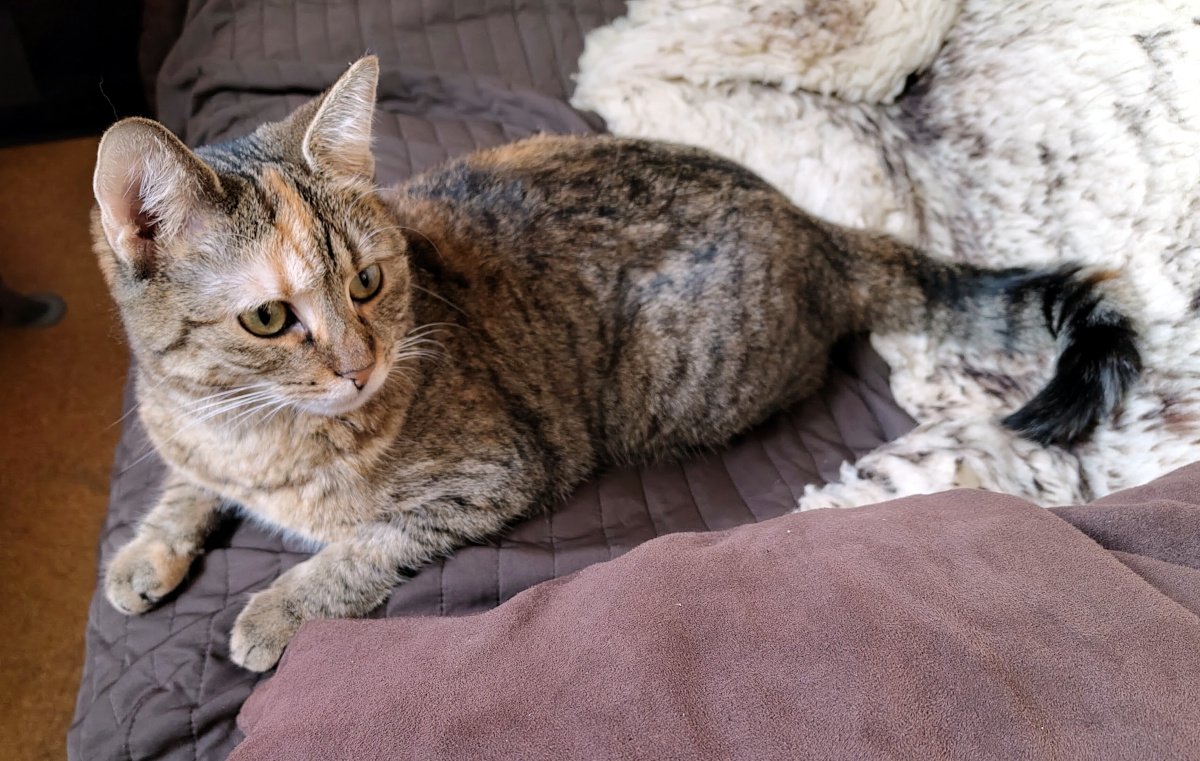 Katze Lilly liegt entspannt auf einem Sofa zwischen Decken und Kissen. Sie schaut aufmerksam zur Seite, während ihr buschiger Schwanz locker hinter ihr liegt. Lilly-20261011a