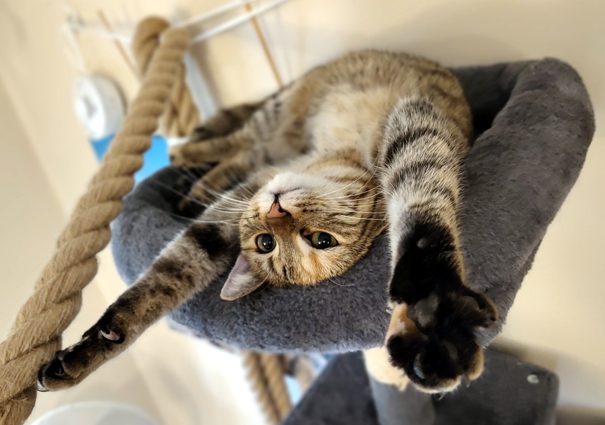 Katze Lilly liegt entspannt auf dem Rücken auf der oberen gepolsterten Etage ihres Katzenbaums. Sie streckt beide Vorderpfoten weit von sich, eine davon direkt in Richtung Kamera, und blickt aufmerksam mit großen grünen Augen nach unten. Links neben ihr verläuft ein dickes Kletterseil. Lilly-20260920