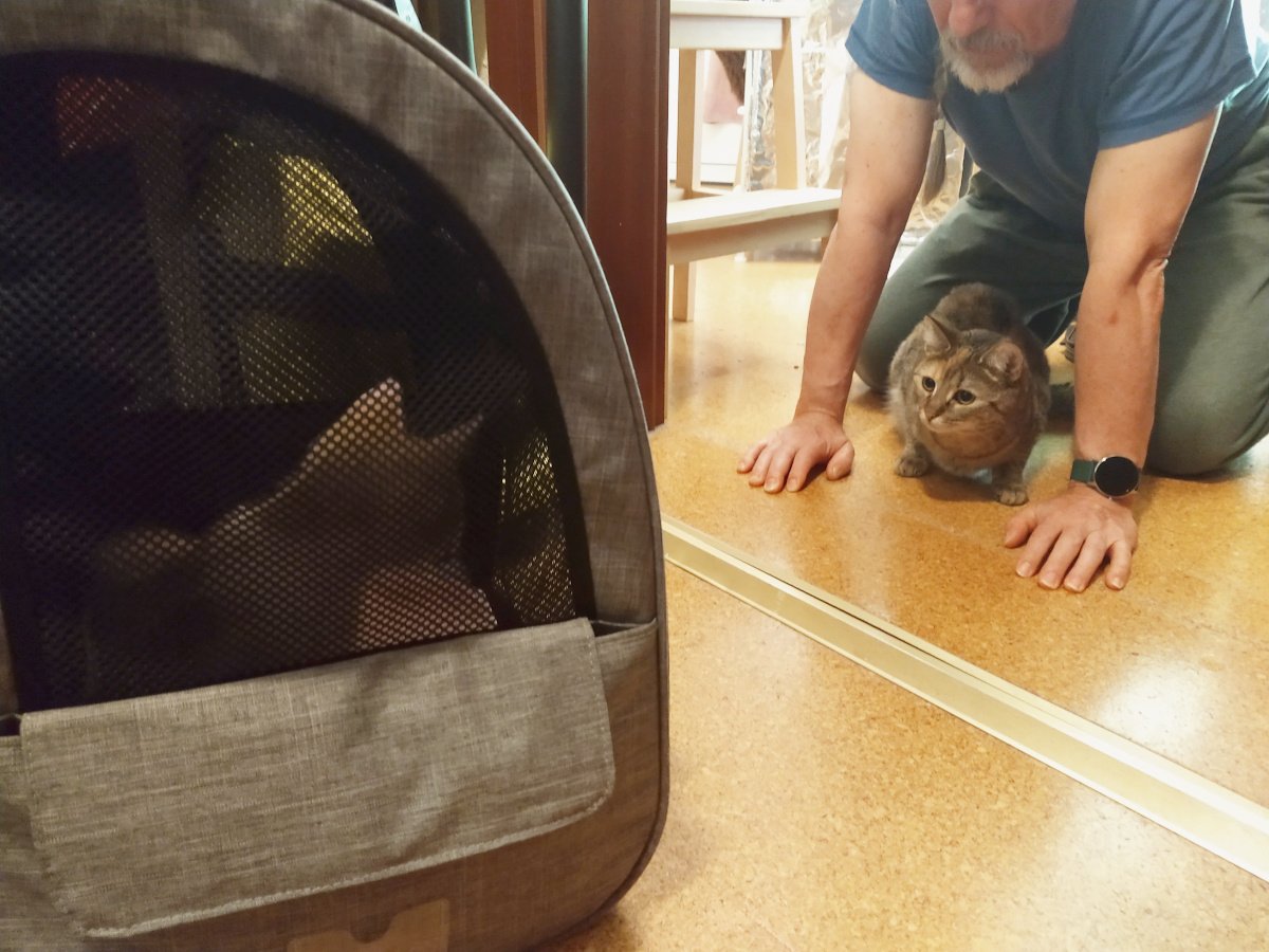 Eine kleine rotbraun-weiße Katze sitzt sicher hinter dem schwarzen Netz in Lillys grauem Wanderrucksack. Mit etwas Abstand hockt Lilly aufmerksam davor und betrachtet den unerwarteten Gast sehr skeptisch. Ein Zweibeiner kniet dicht hinter Lilly, stützt sich mit beiden Händen auf dem Boden ab und bleibt schützend bei ihr. Die beiden Katzen beobachten sich aufmerksam durch das Netz des Rucksacks – eine vorsichtige erste Begegnung zwischen Lilly und ihrer kleinen Schwester Tali. Lilly-20260815a