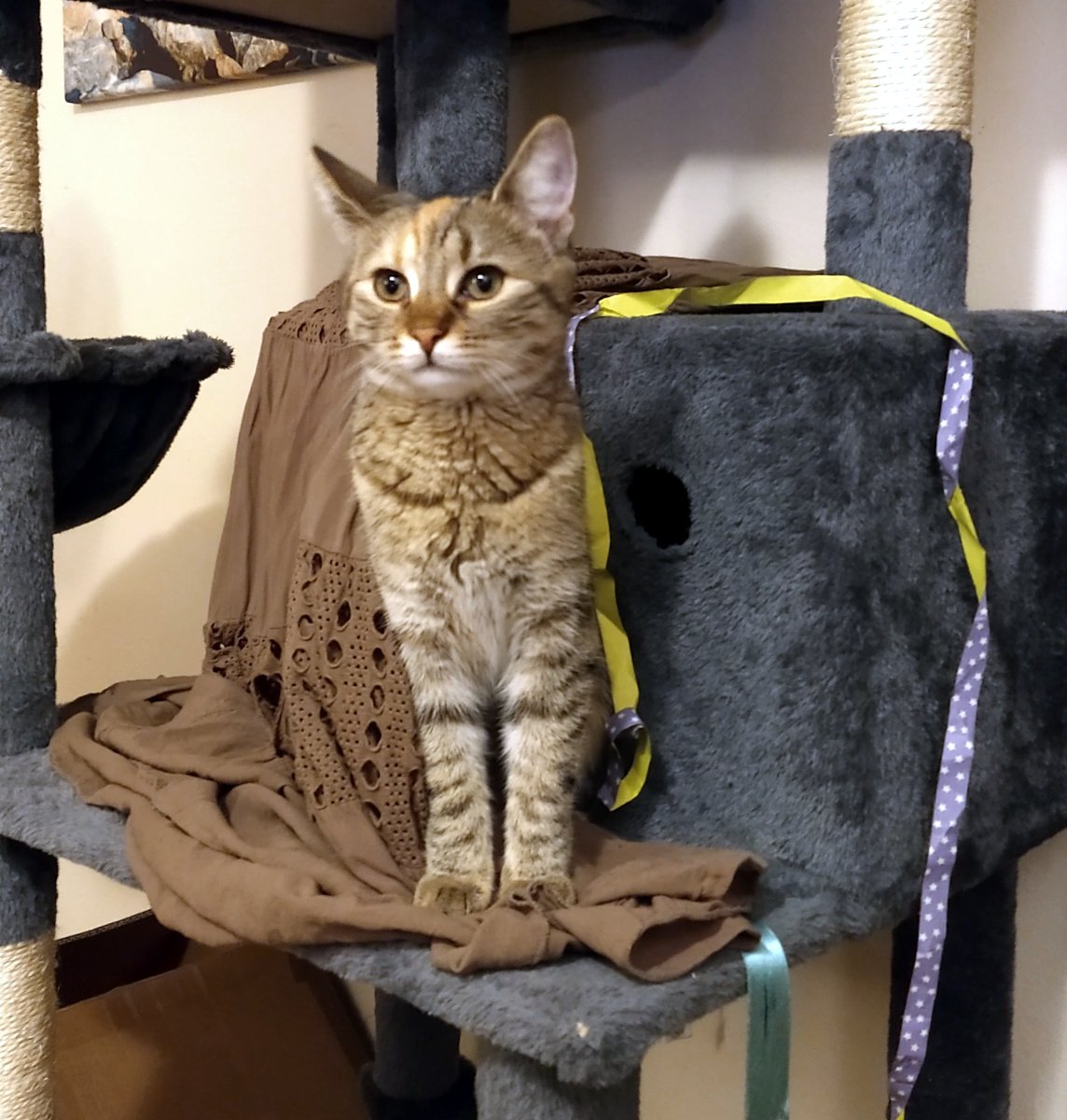 Lilly sitzt aufrecht und würdevoll auf ihrem Katzenbaum. Vor dem Eingang ihres kleinen Katzenhauses hängt ein großes braunes Tuch. Mit erhobenem Kopf und königlichem Blick schaut sie gelassen in den Raum, als würde sie ihr gesamtes Reich überblicken. Lilly-20260117